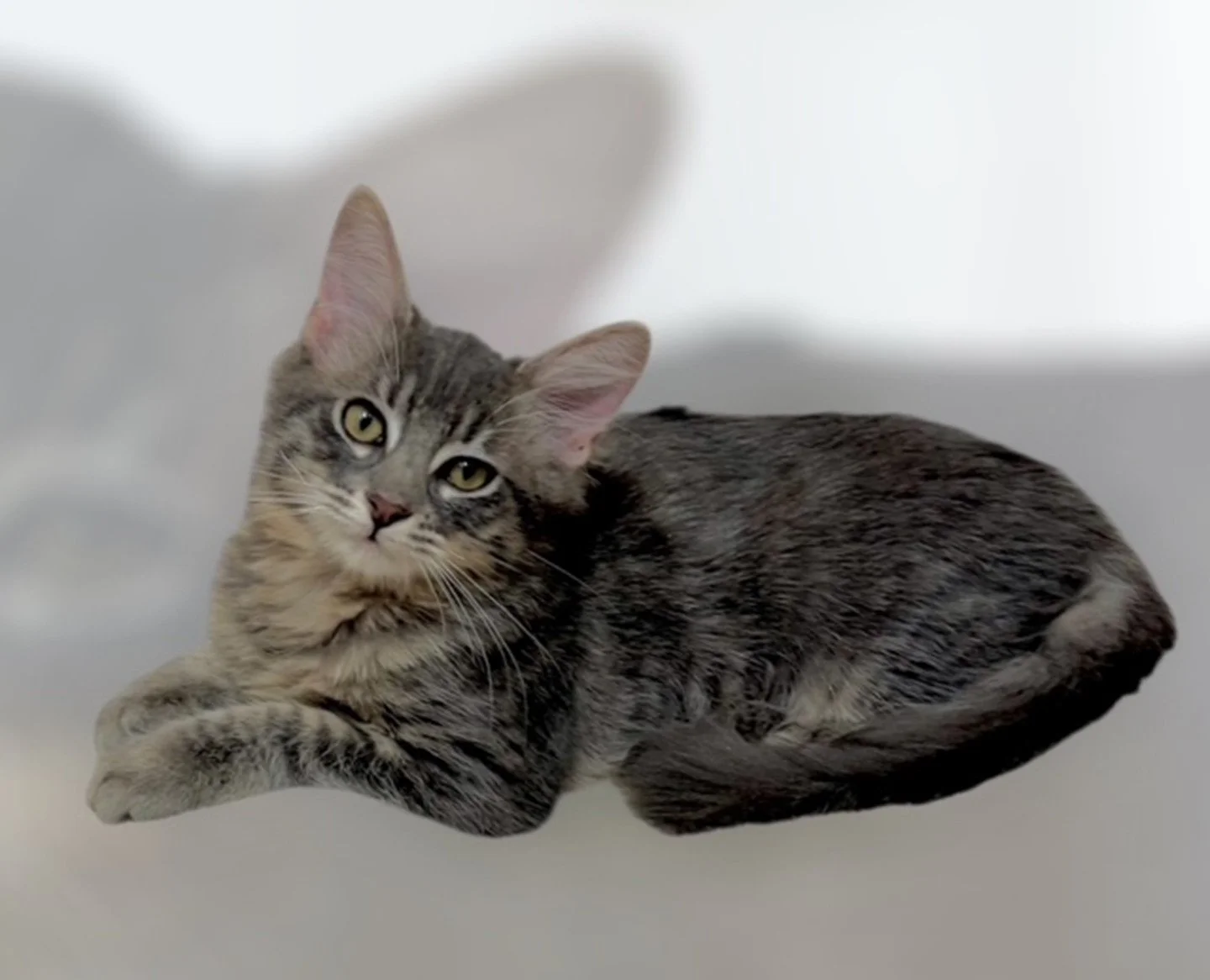 EBAN . Male w/Medium Hair