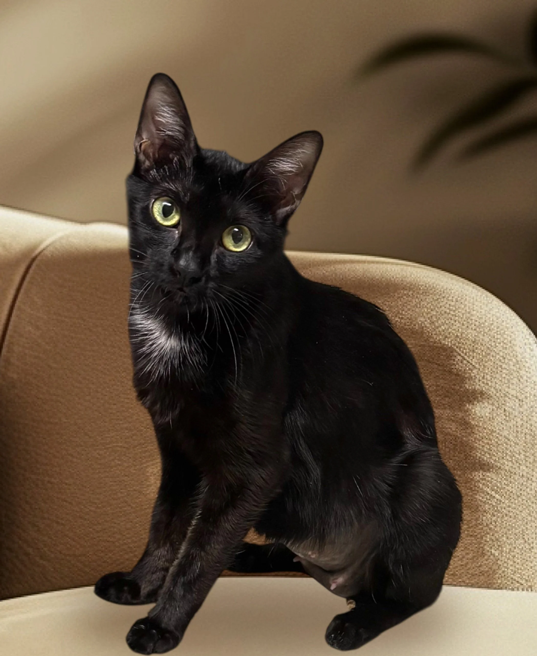 Bonita . Female