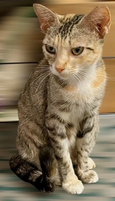 Poppy . Female