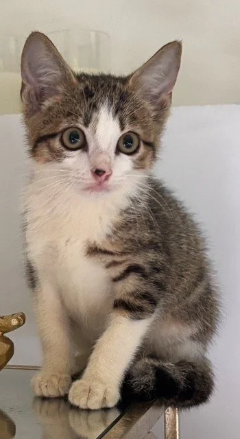 Charlie . Male