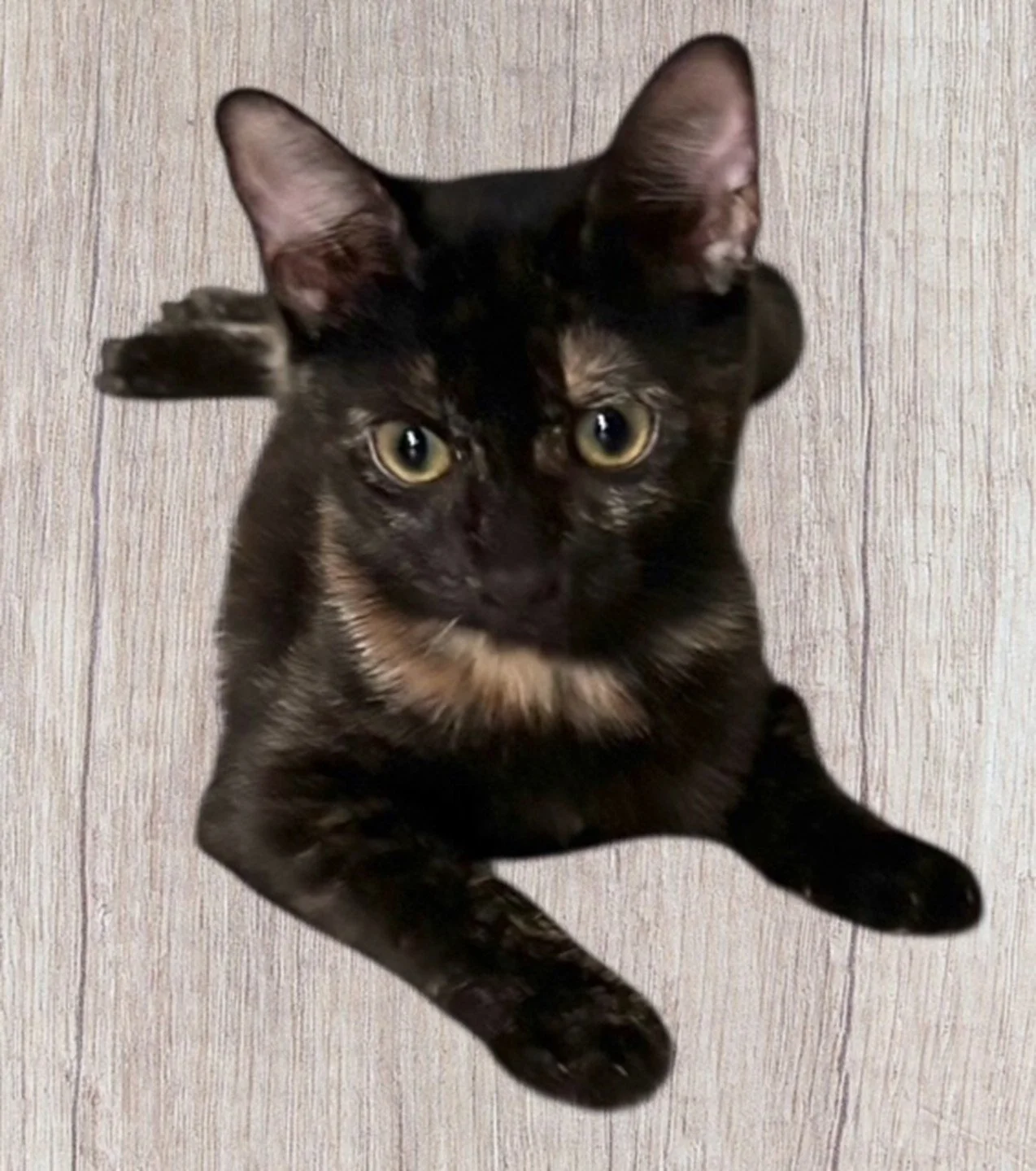 Peanut . Female