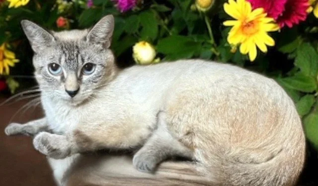 Jewel . Female Siamese Mix