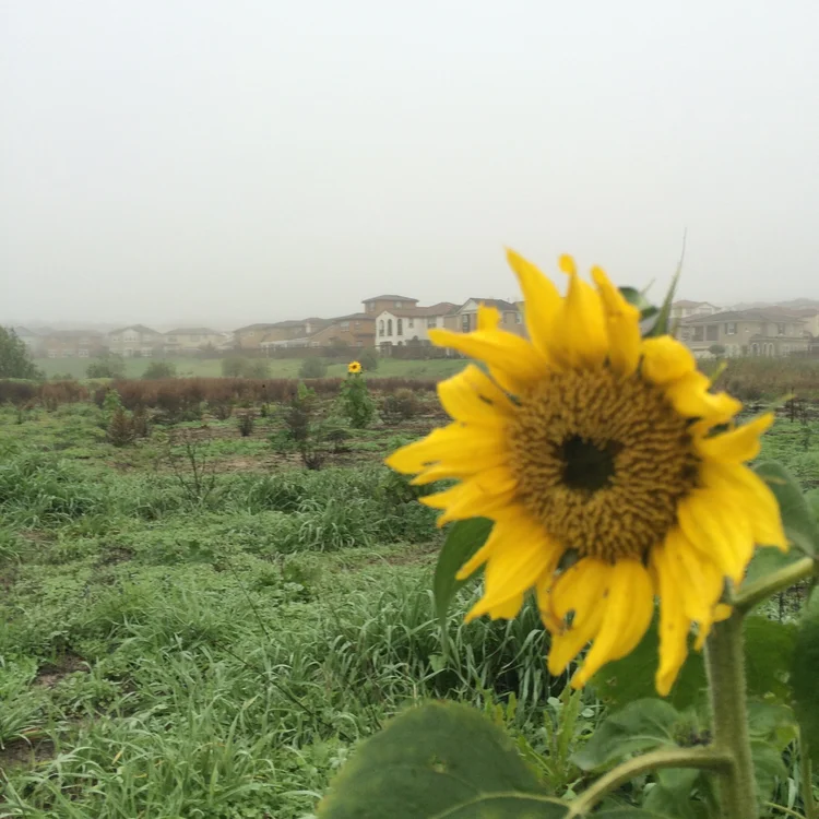 Sunflowers on Jordan Ranch running route, Dublin CA