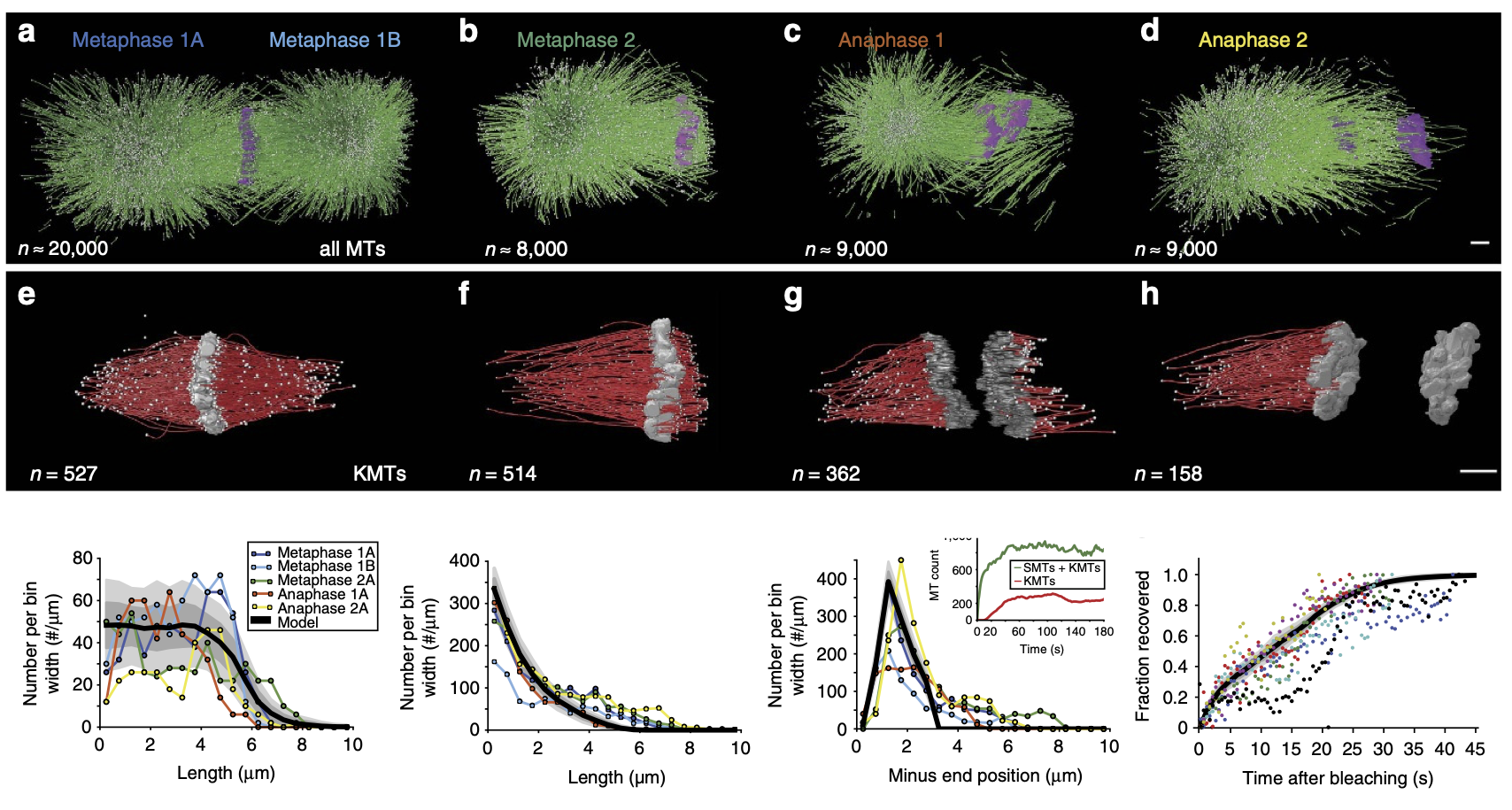The mitotic spindle ensures the faithful segregation of chromosomes. Here we combine the first large-scale serial electron tomography of whole mitotic spindles in early C. elegansembryos with live-cell imaging to reconstruct all microtubules in 3D a…