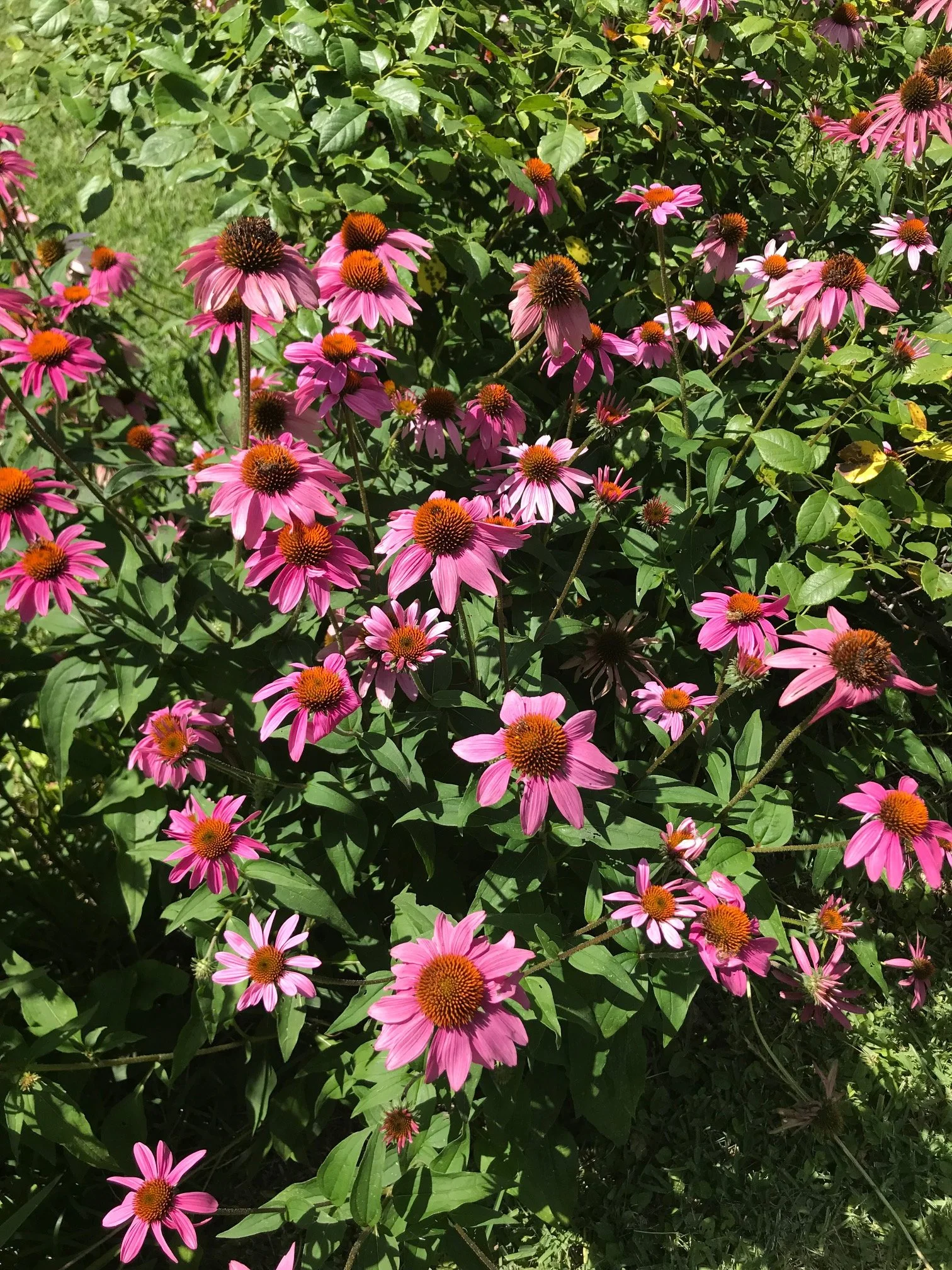 Echinacea purpurea Purple coneflower