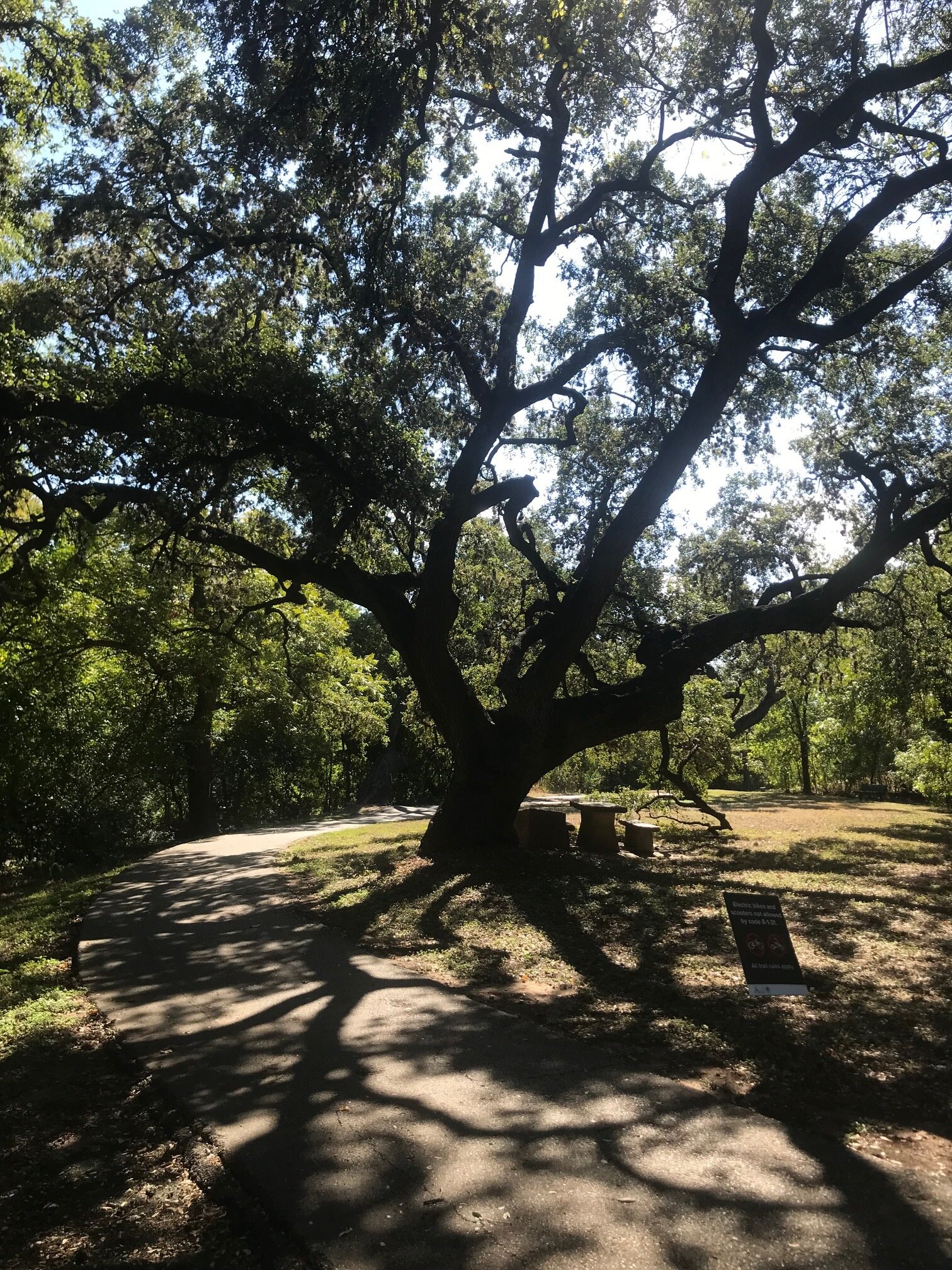 Seiders Oaks — Carolyn Hestand Kennedy