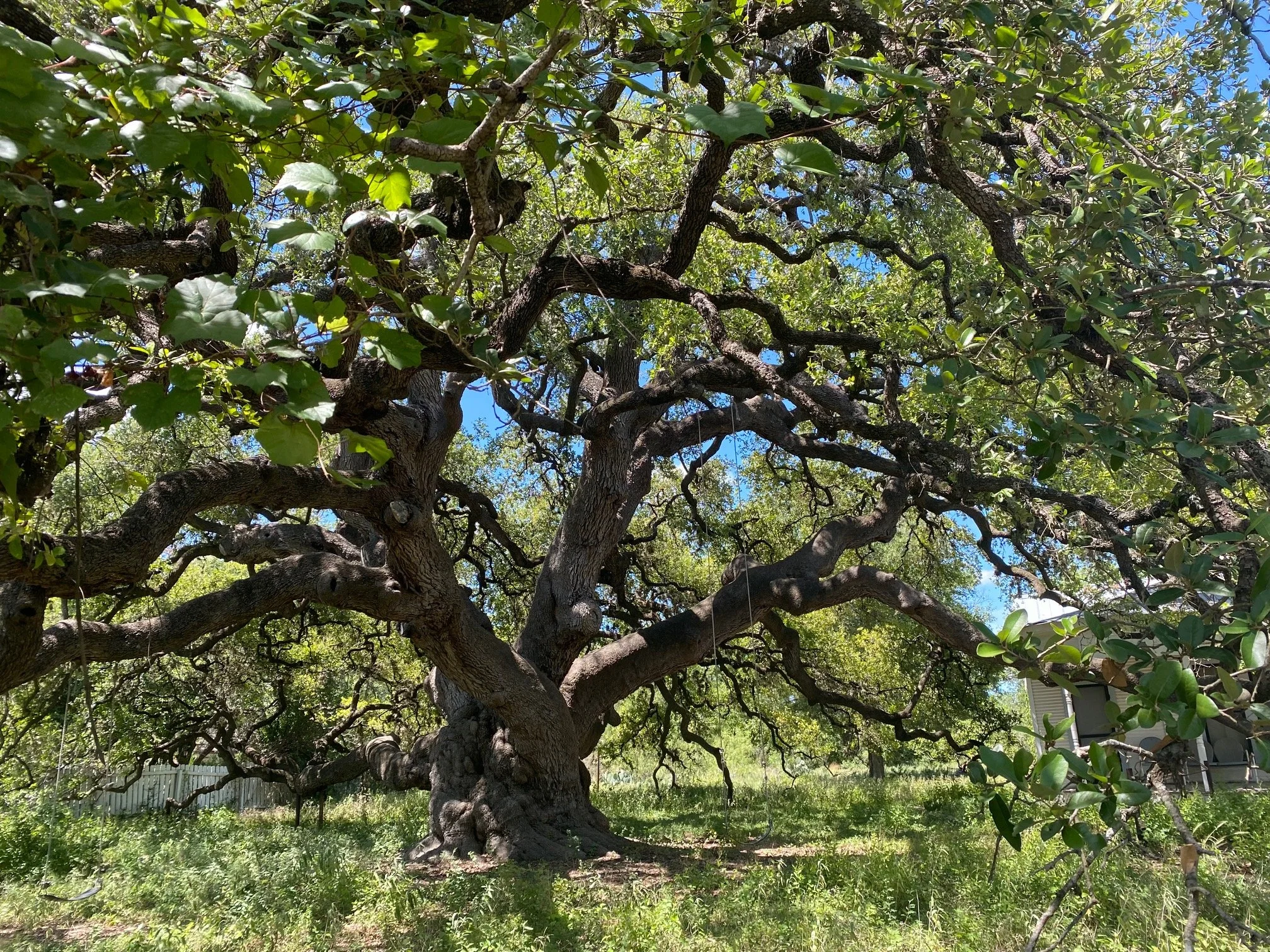 Rio Frio Landmark Oak
