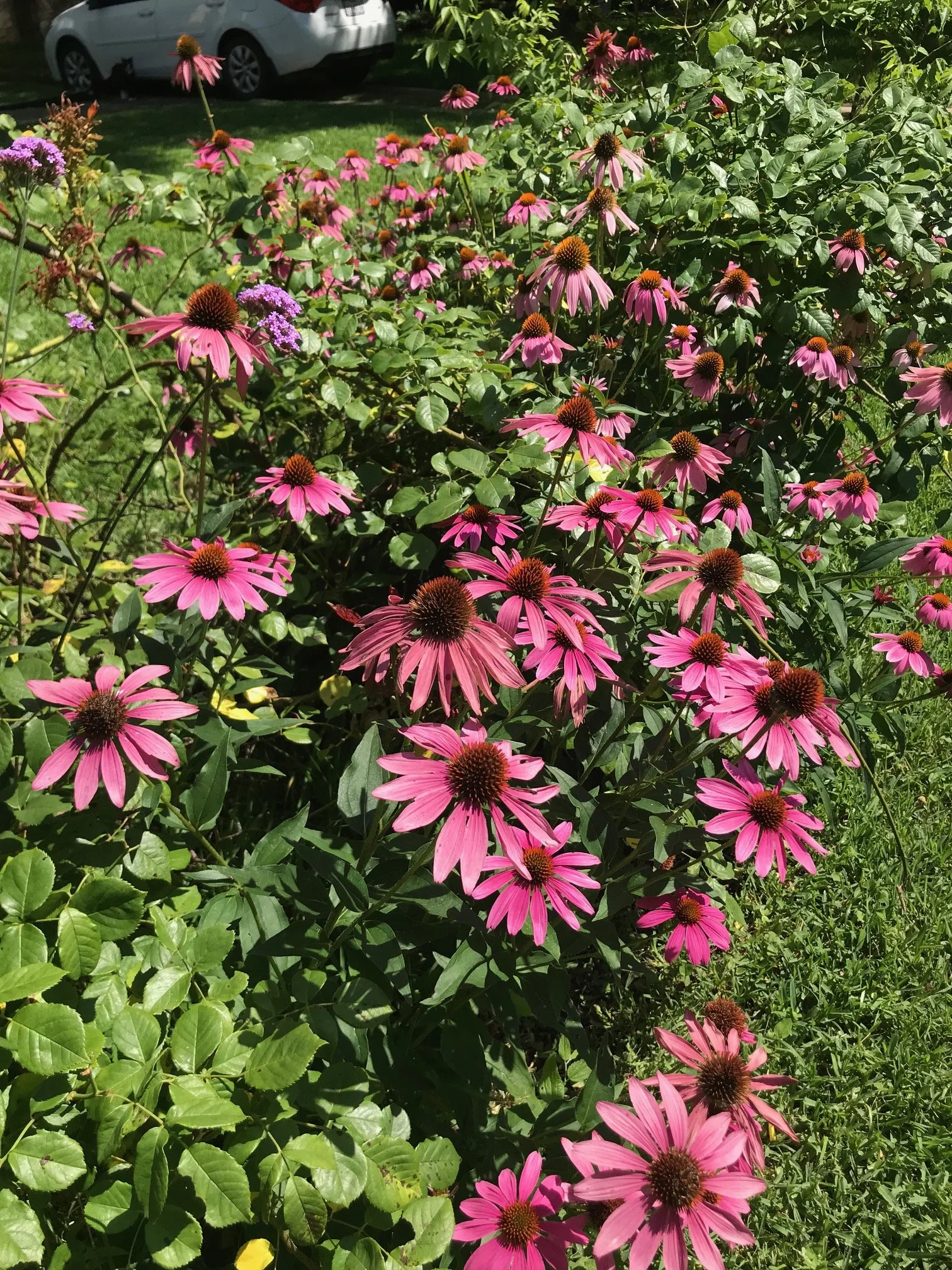 Echinacea