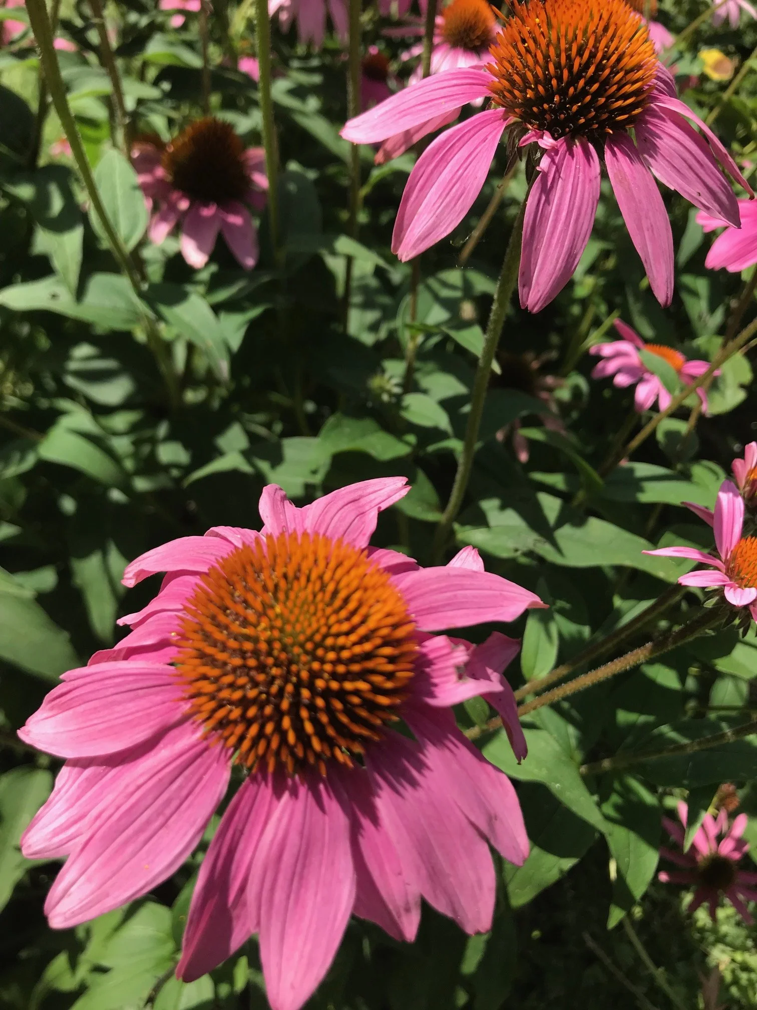 Echinacea purpurea Purple coneflower