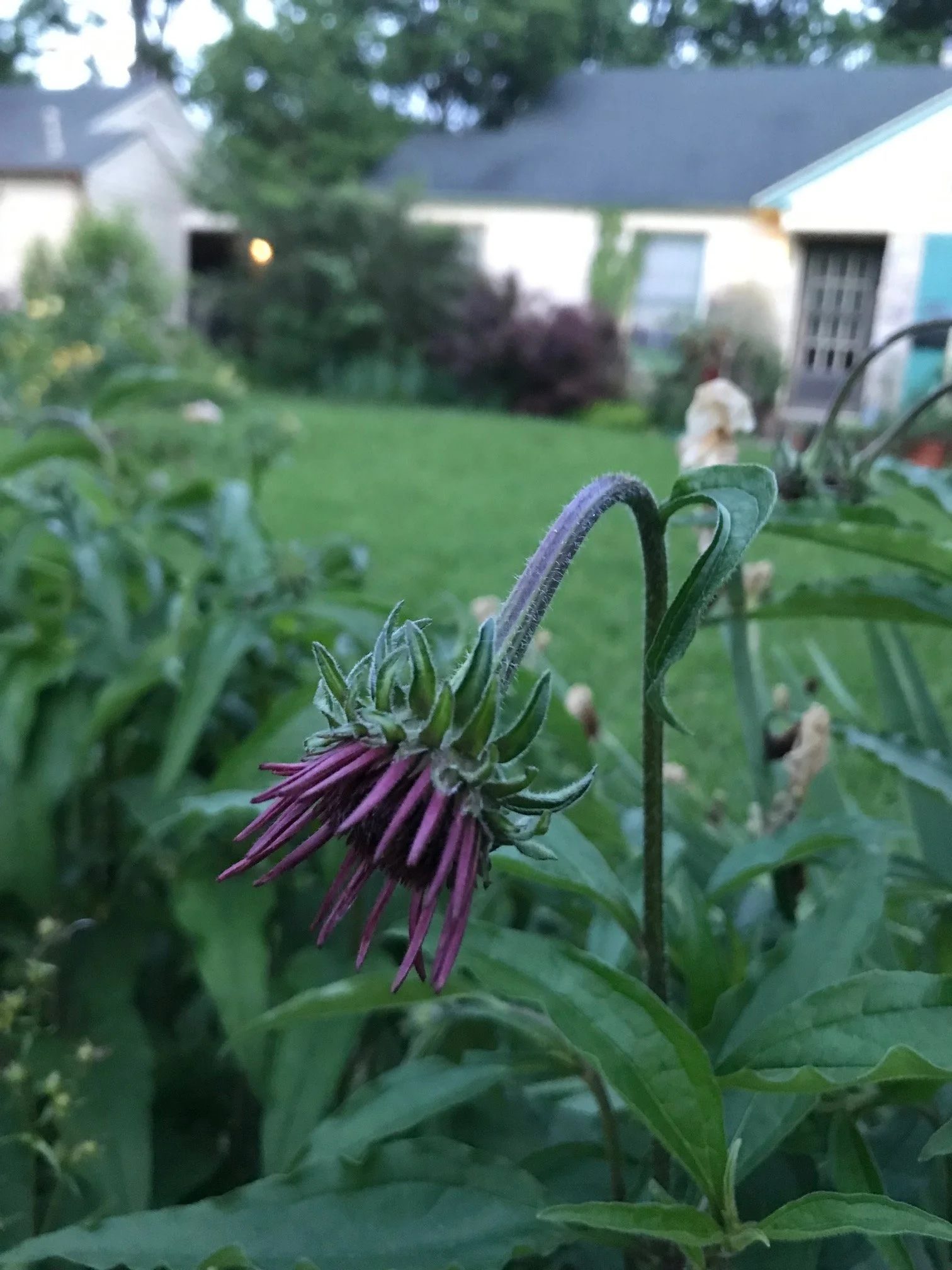 Echinacea purpurea Purple coneflower