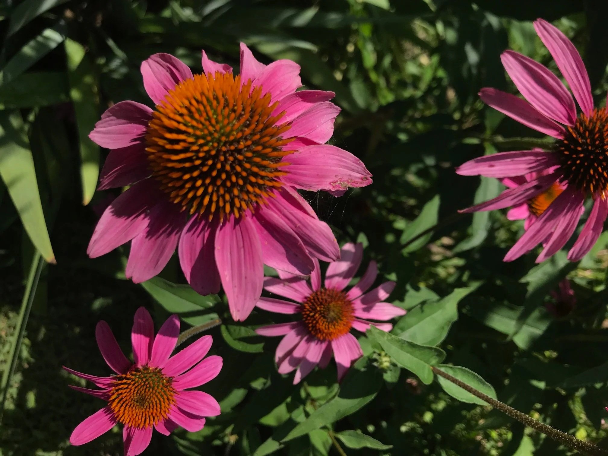 Echinacea purpurea Purple coneflower