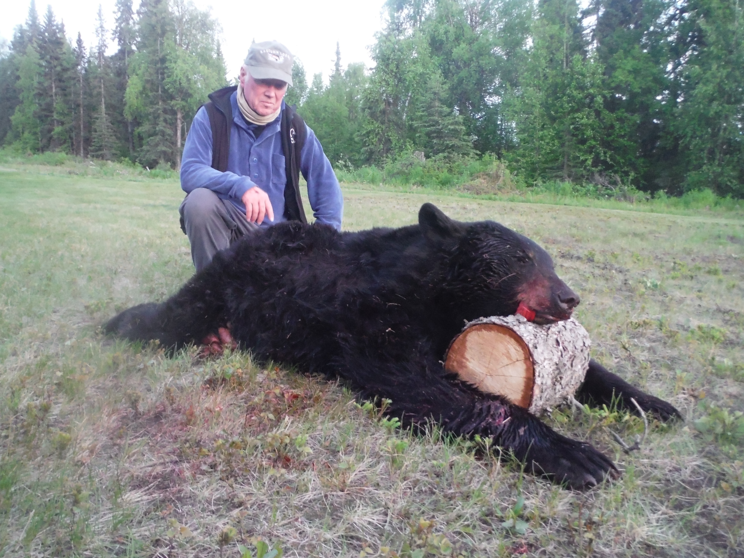 Ben Des Bear-W.png