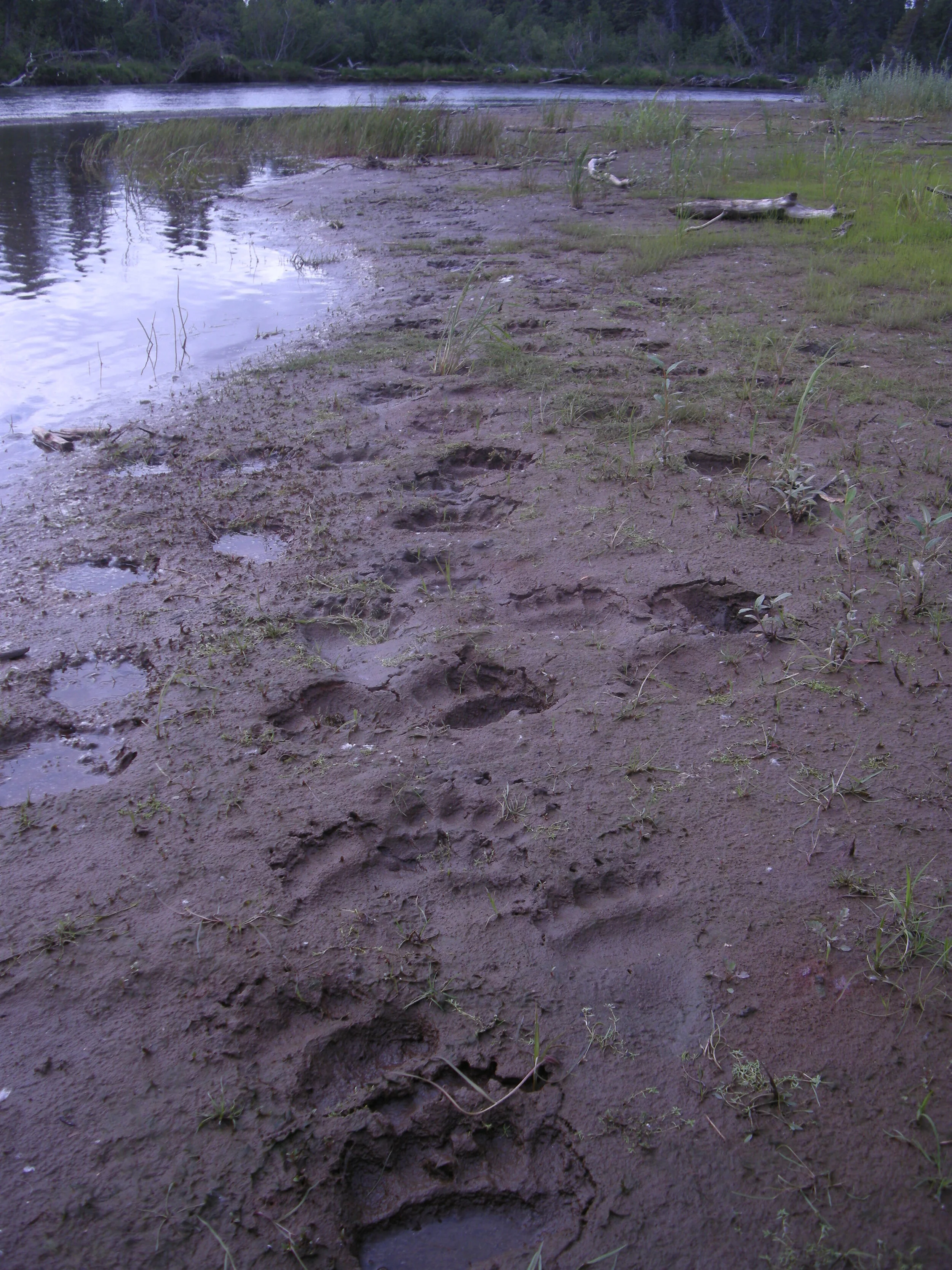 Bear tracks.JPG