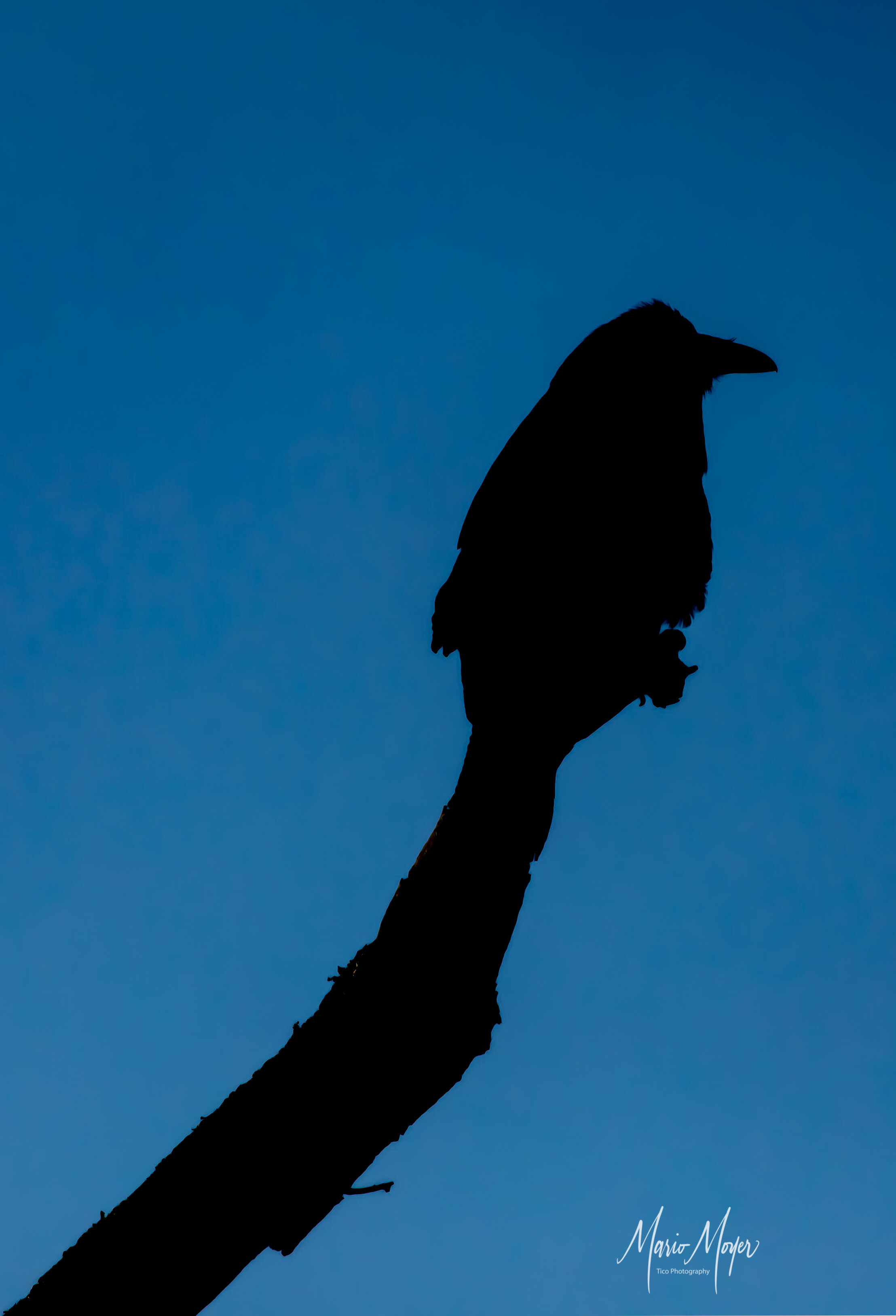 Crow Silhouette.jpg