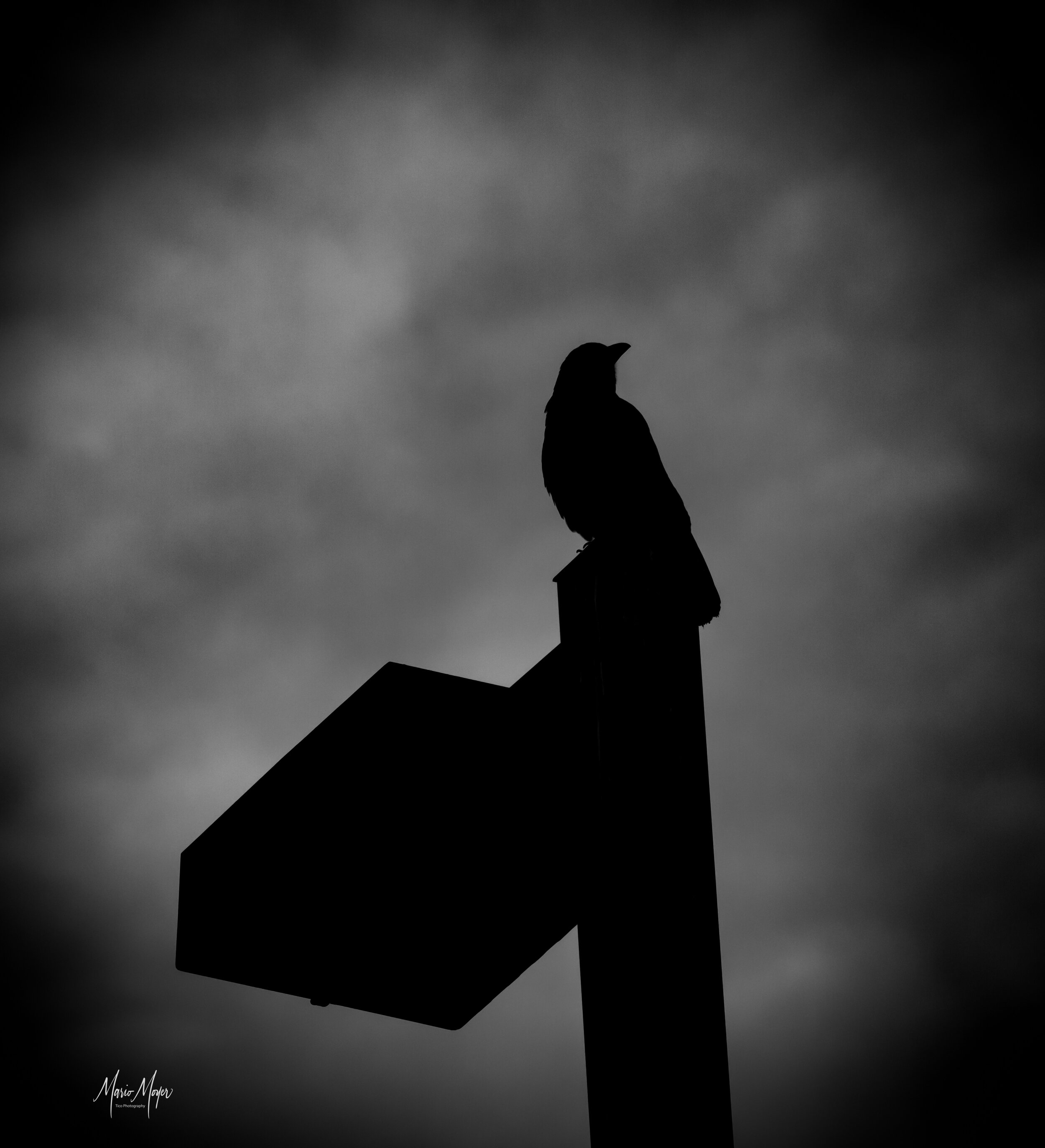 B-W Sillouete Crow.jpg