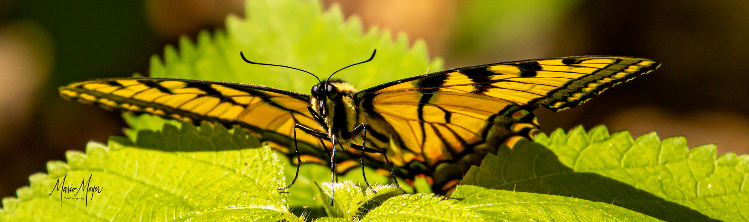 Golden Butterfly.jpg