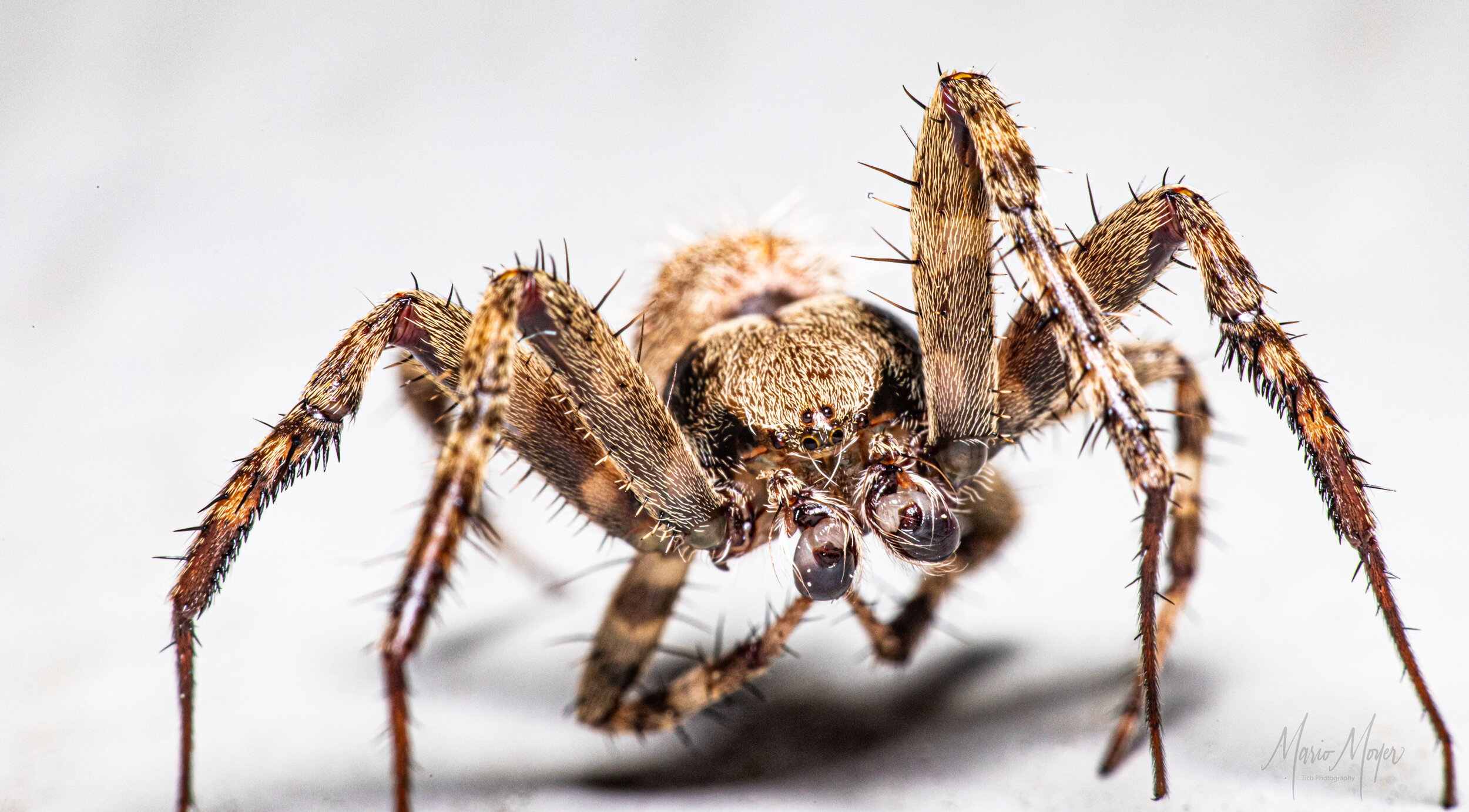 Araneus Cavaticus Barn Spider_.jpg