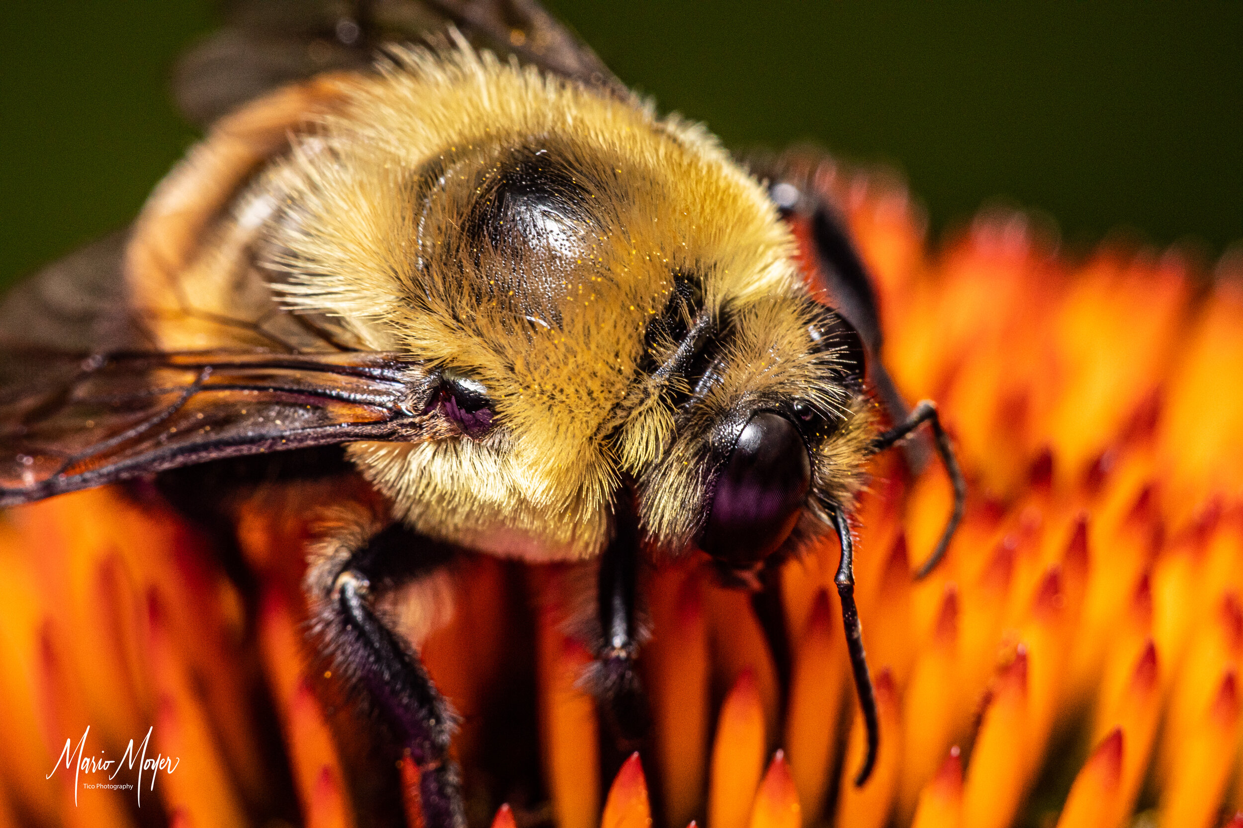 Bumblebee w-orange.jpg