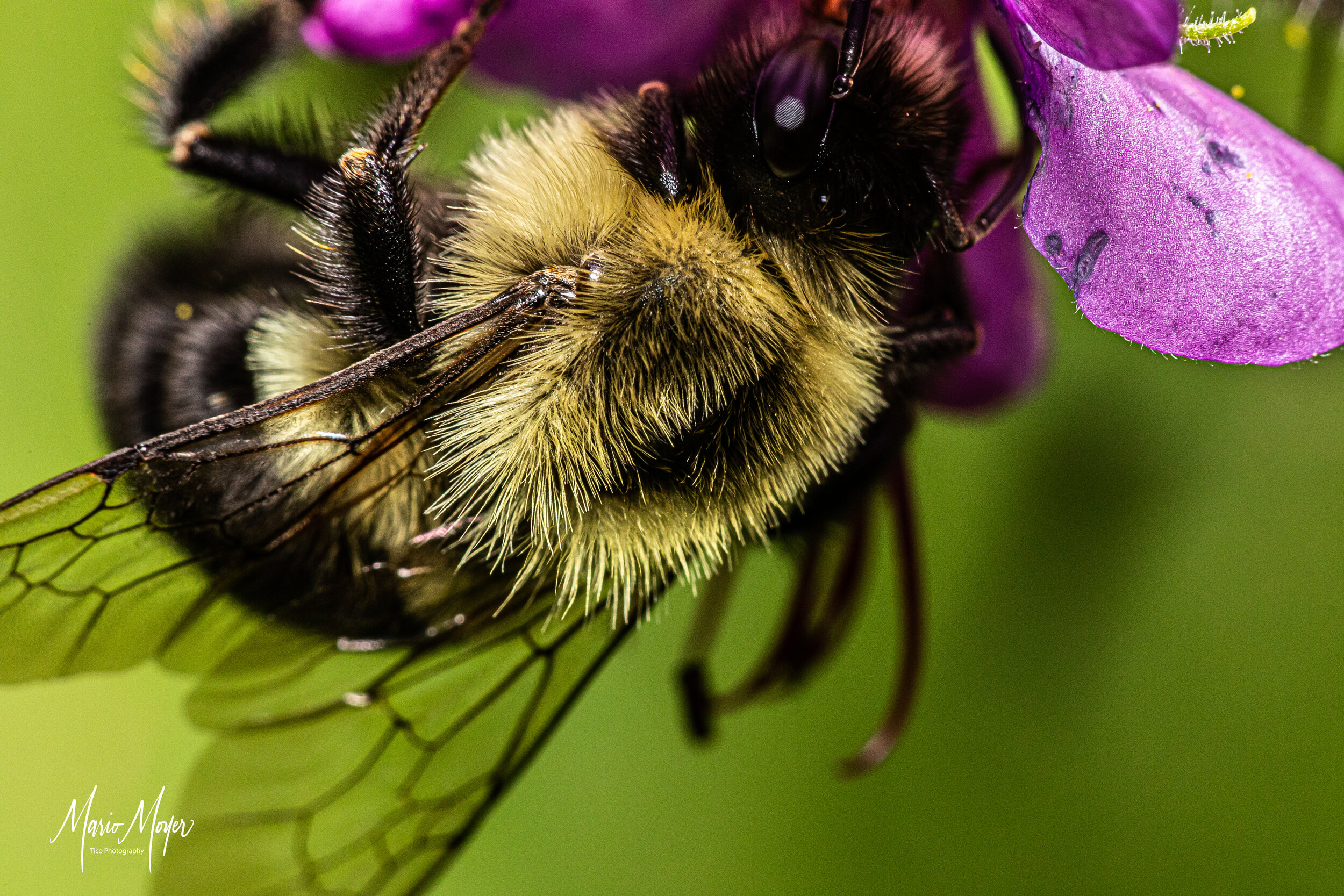 Bumblebee w-purple.jpg