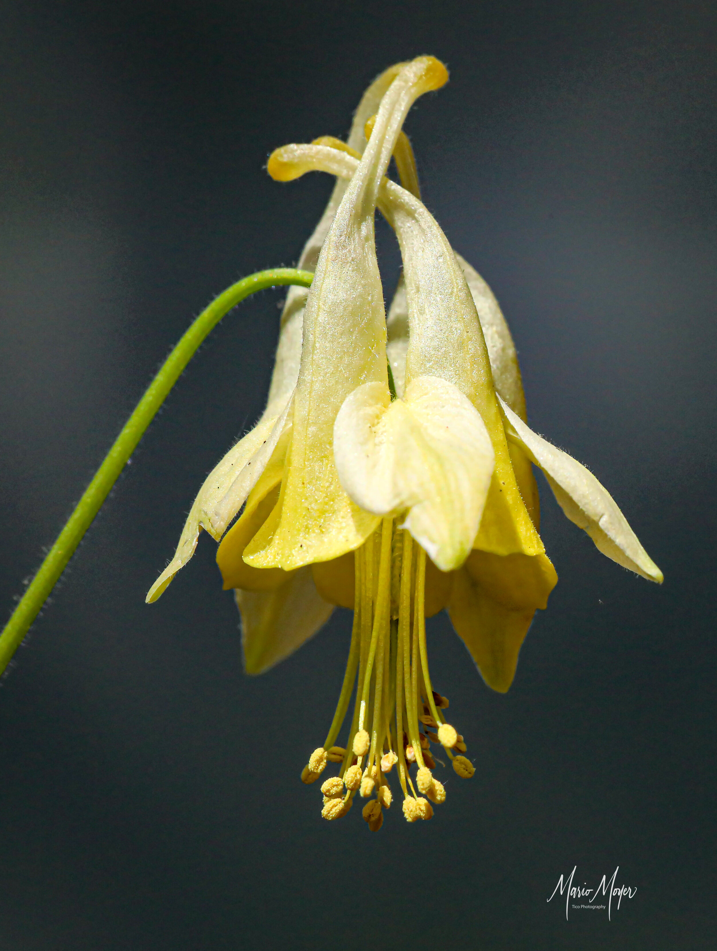 Golden Columbine flower.jpg