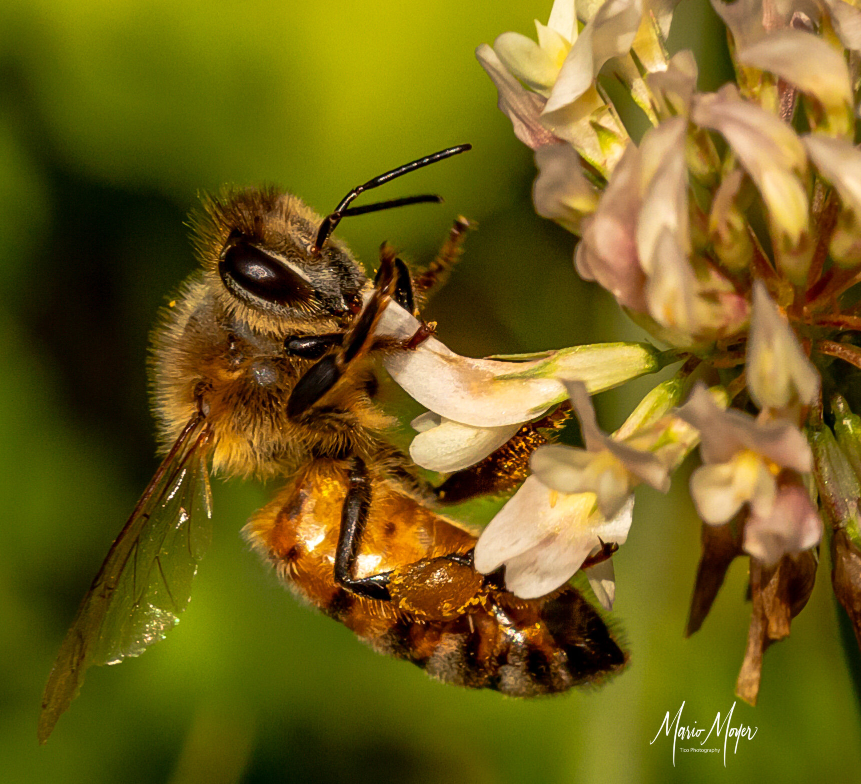 Honey Bee.jpg