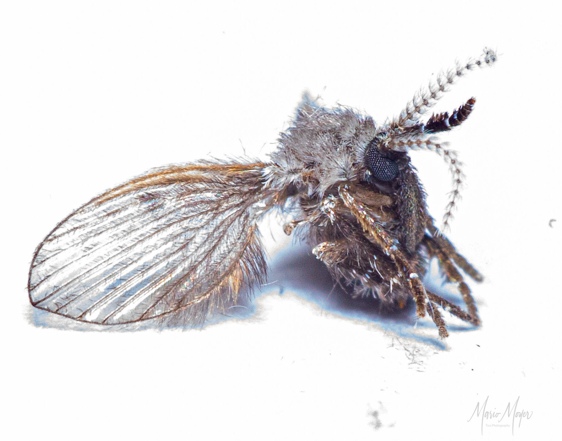 Psychodidae Drain Fly.jpg