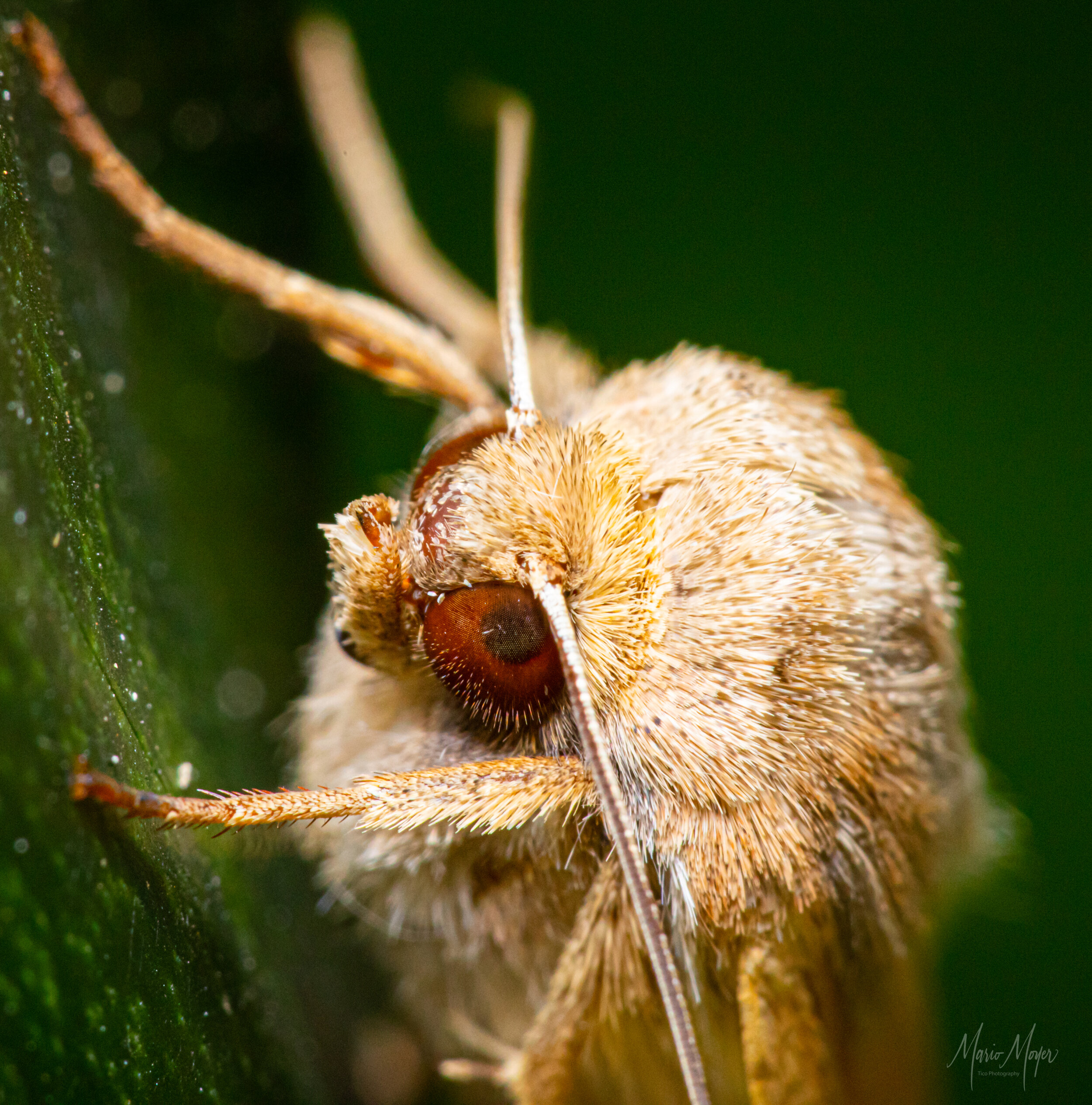 White moth w-red eyes.jpg