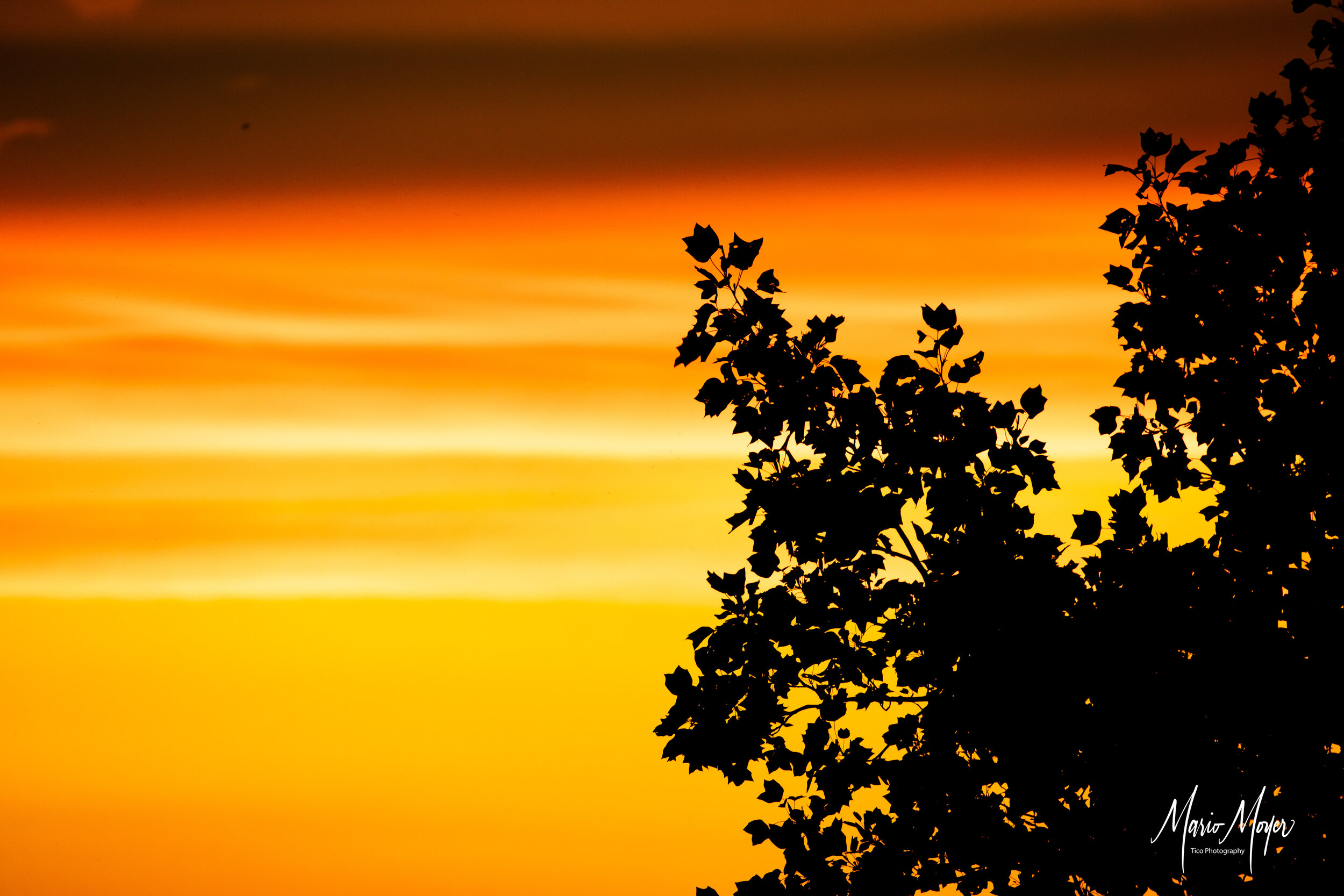 Maple Tree-Orange Sunset Wegmans Hill.jpg