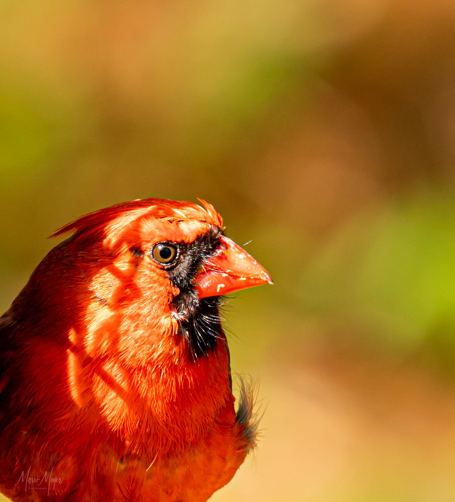 Angry Birds Cardinal.jpg