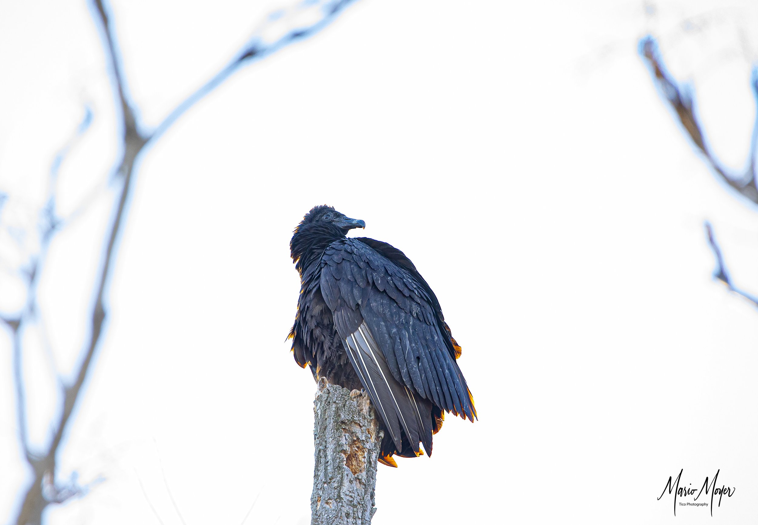 American Black Vulture  (1 of 1).jpg