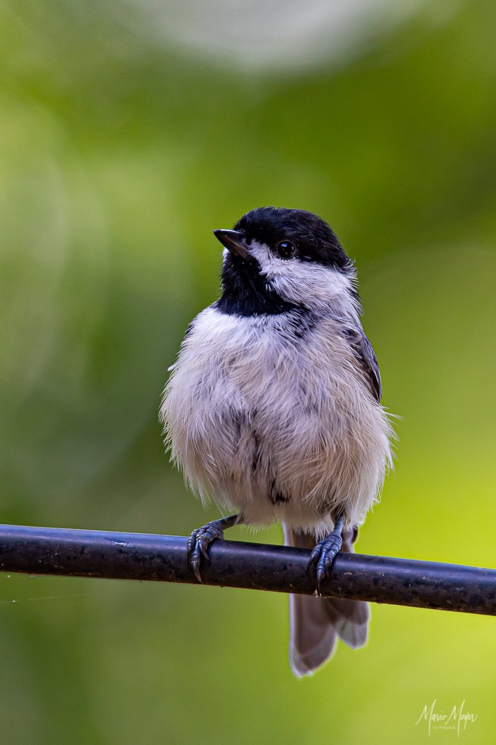 Black-capped Chickadee.jpg