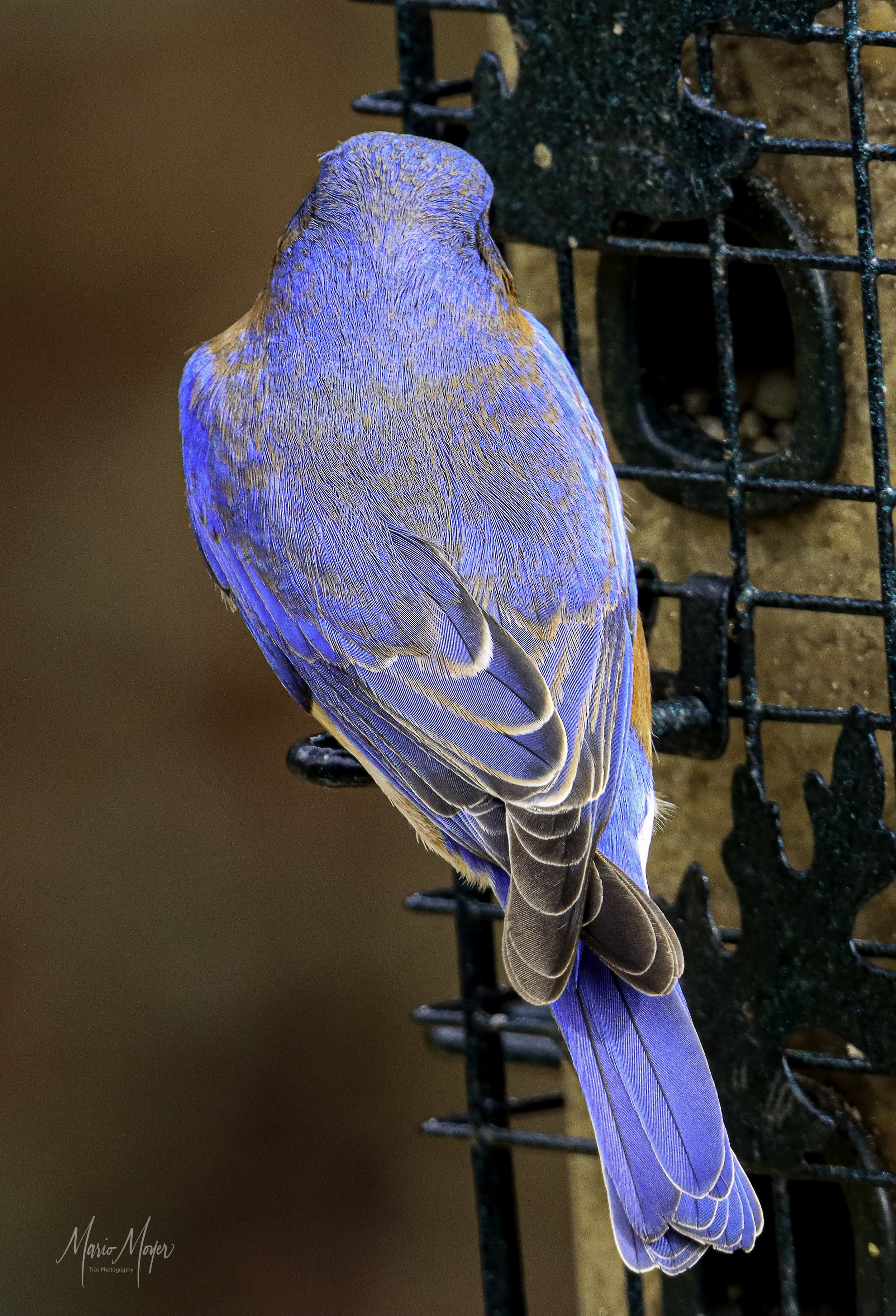 Back of Blue Bird  (1 of 1).jpg