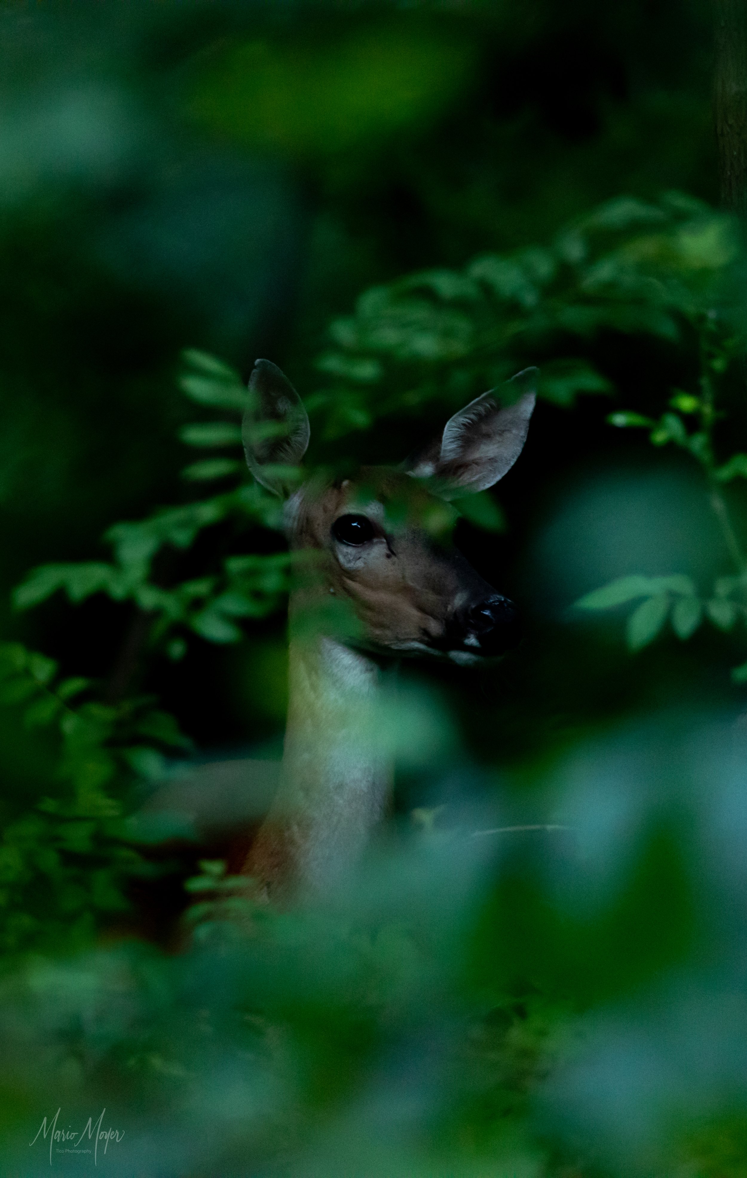 Dark Portrait Deer_.jpg