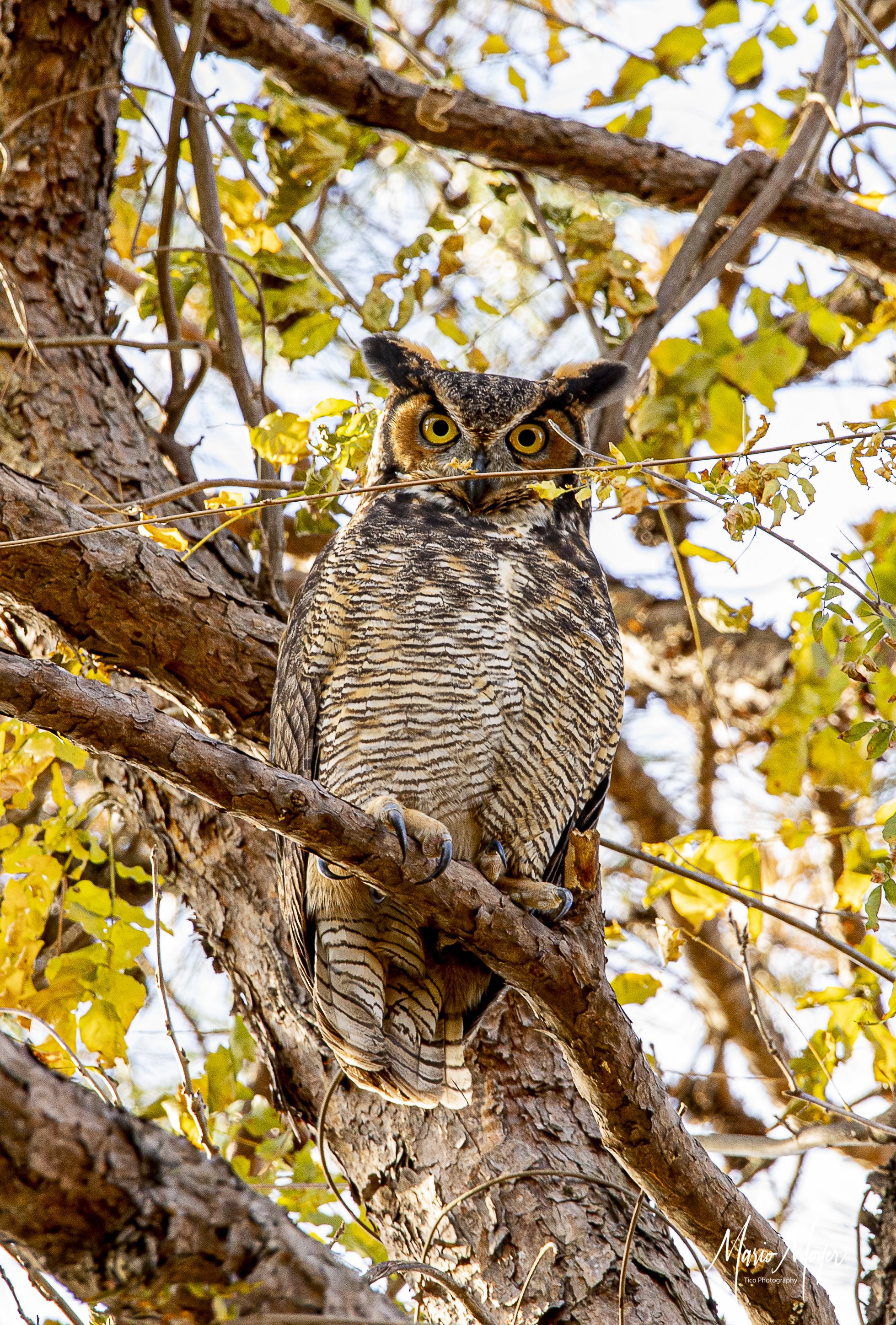 Great Horned Owl (1 of 1)-2.jpg