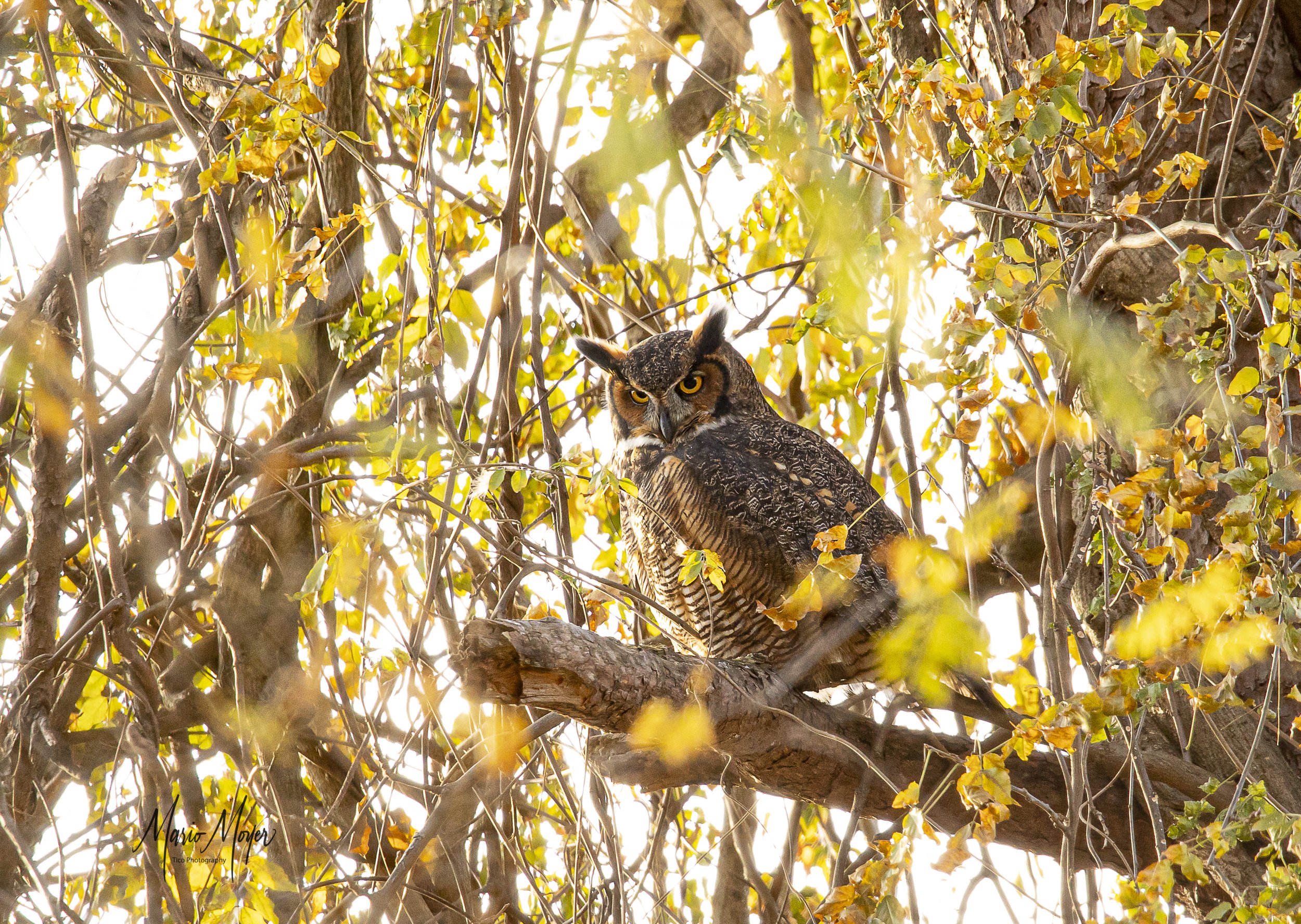 Great Horned Owl Nov (1 of 14).jpg