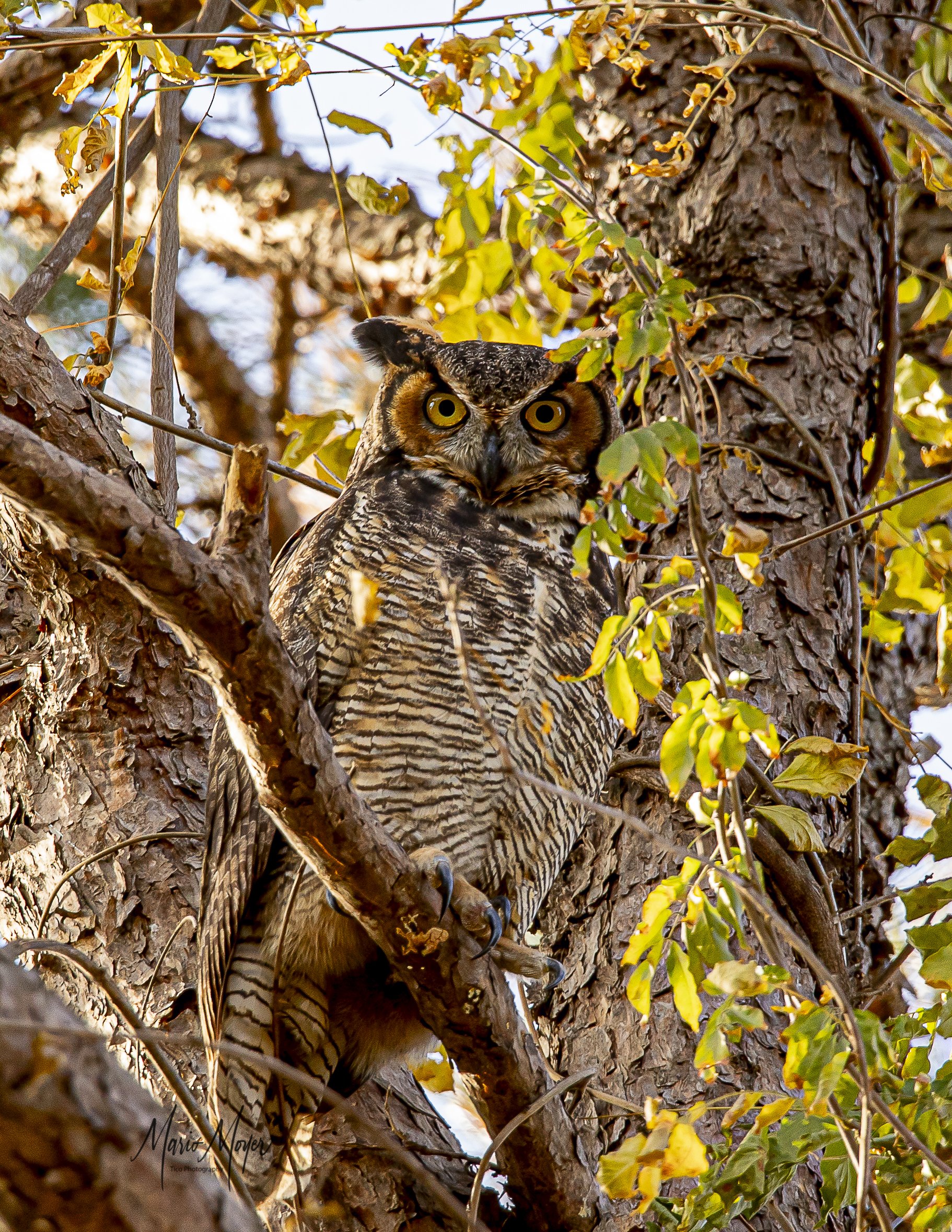 Great Horned Owl Nov (7 of 14).jpg