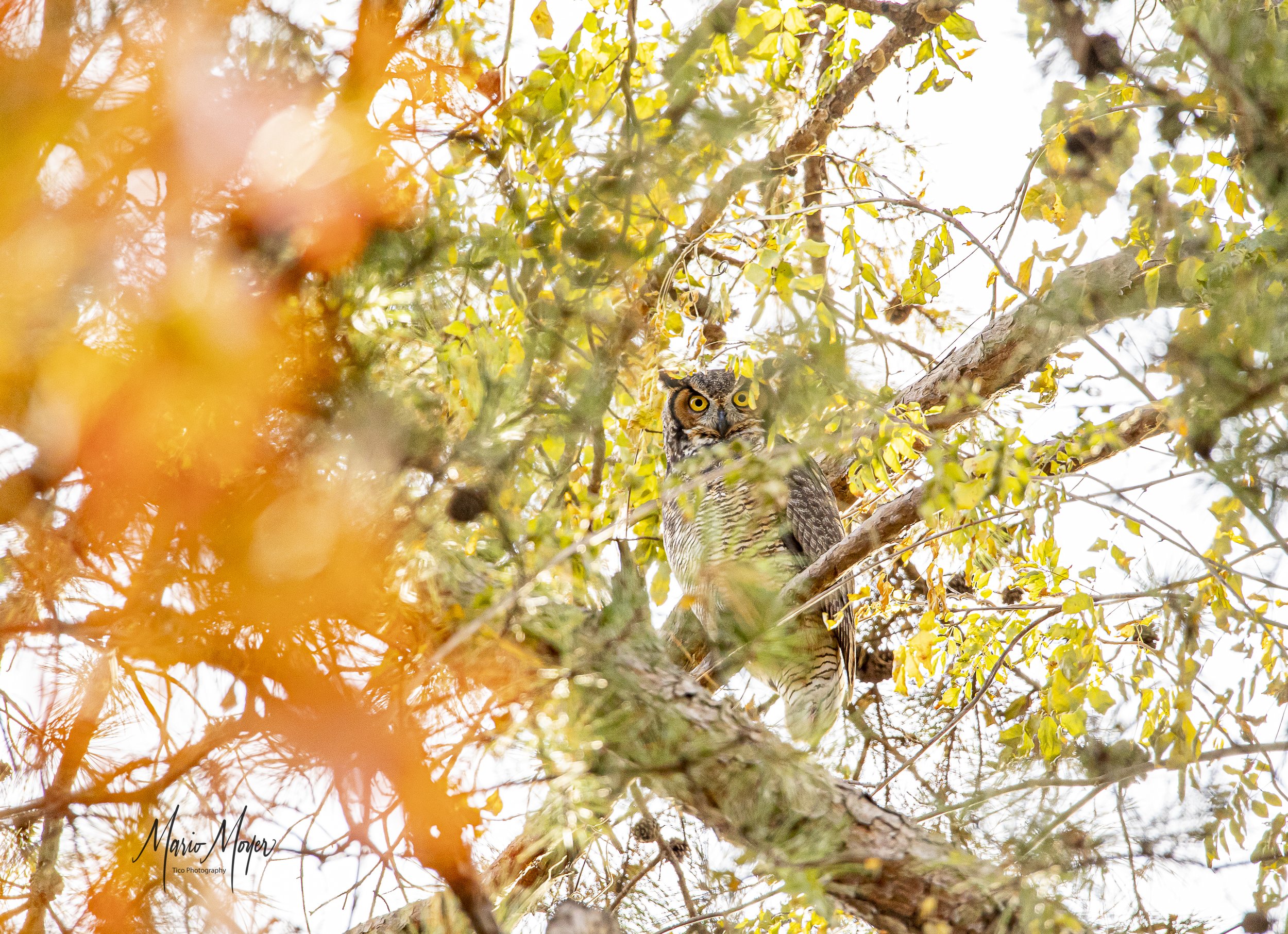 Great Horned Owl Nov (3 of 14).jpg