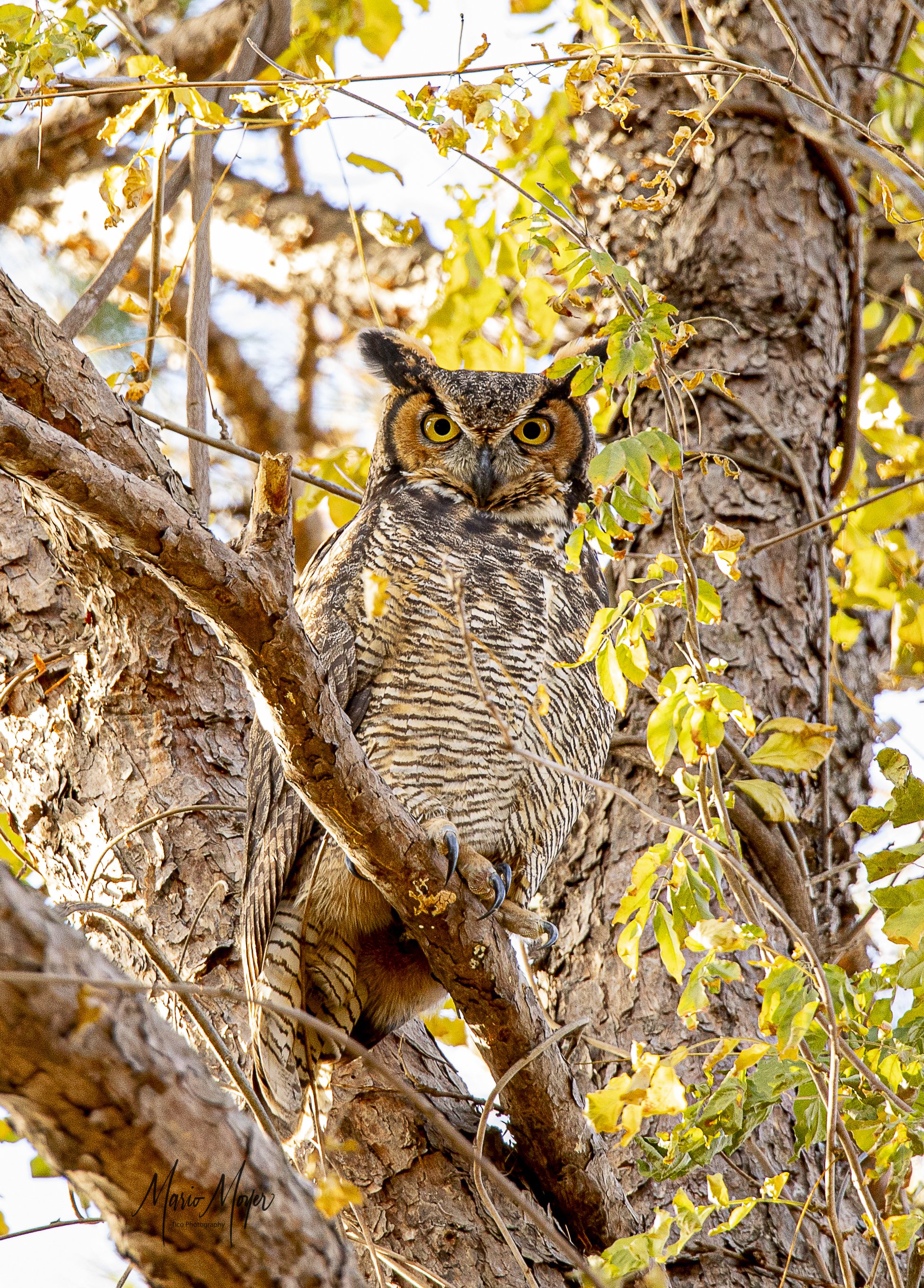 Great Horned Owl Nov (9 of 14).jpg