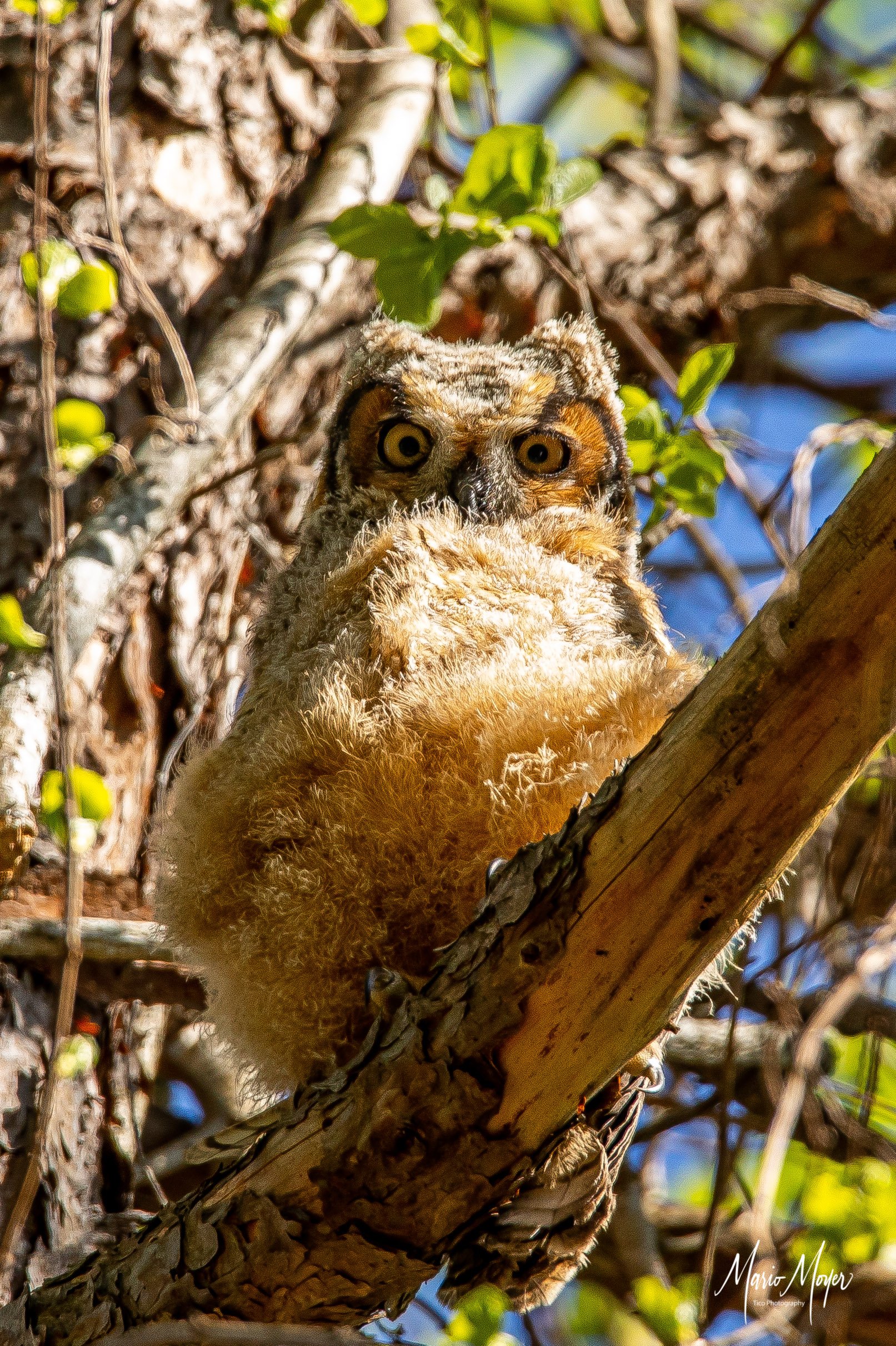 Great Horned Owlet.jpg