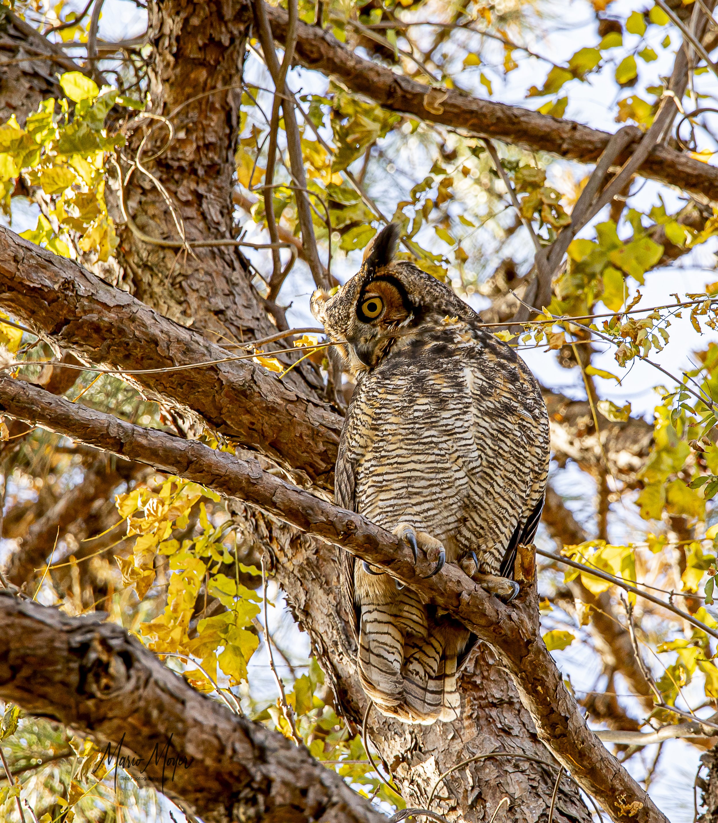 Great Horned Owl Nov (12 of 14).jpg