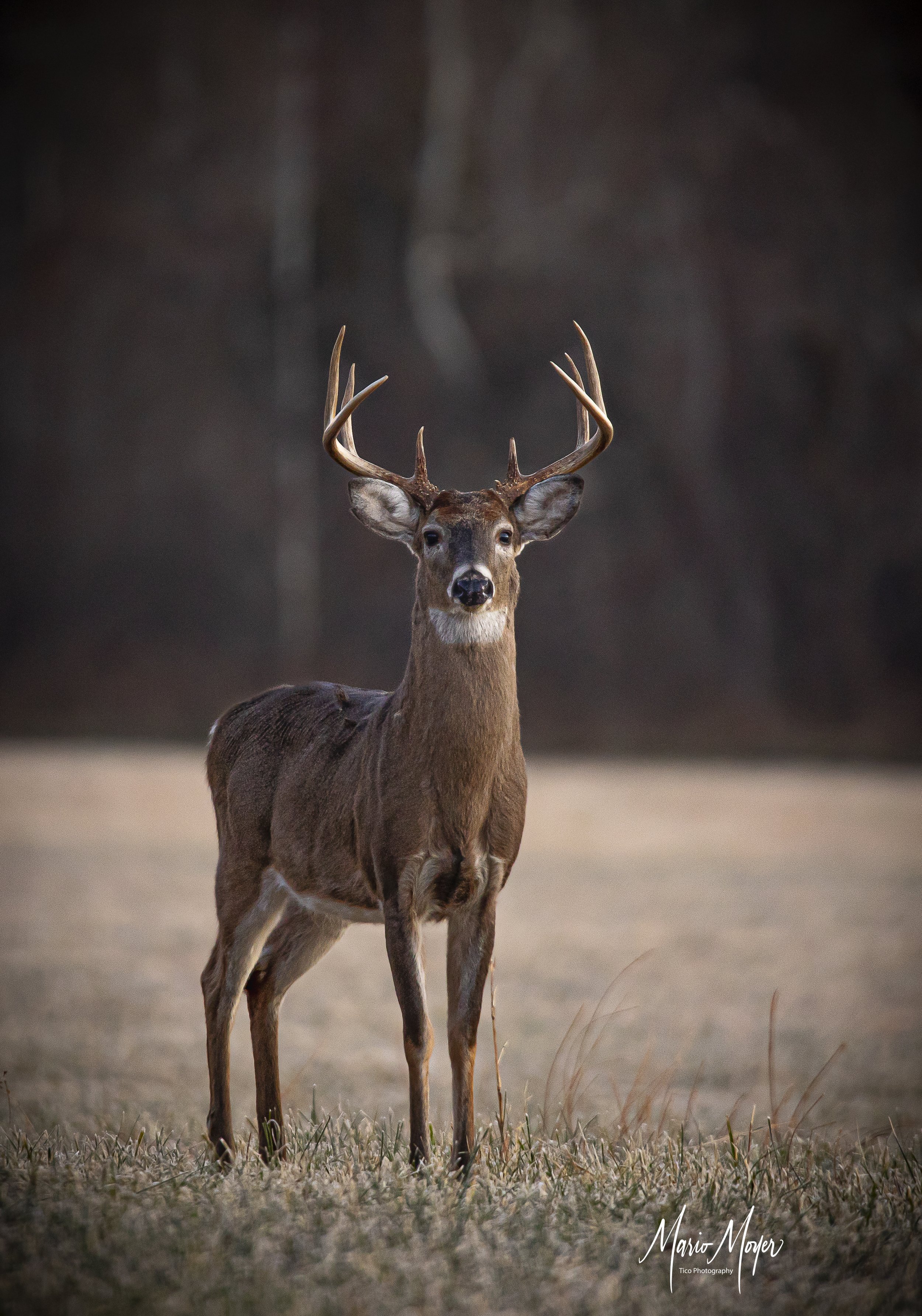 Male Buck (1 of 1).jpg