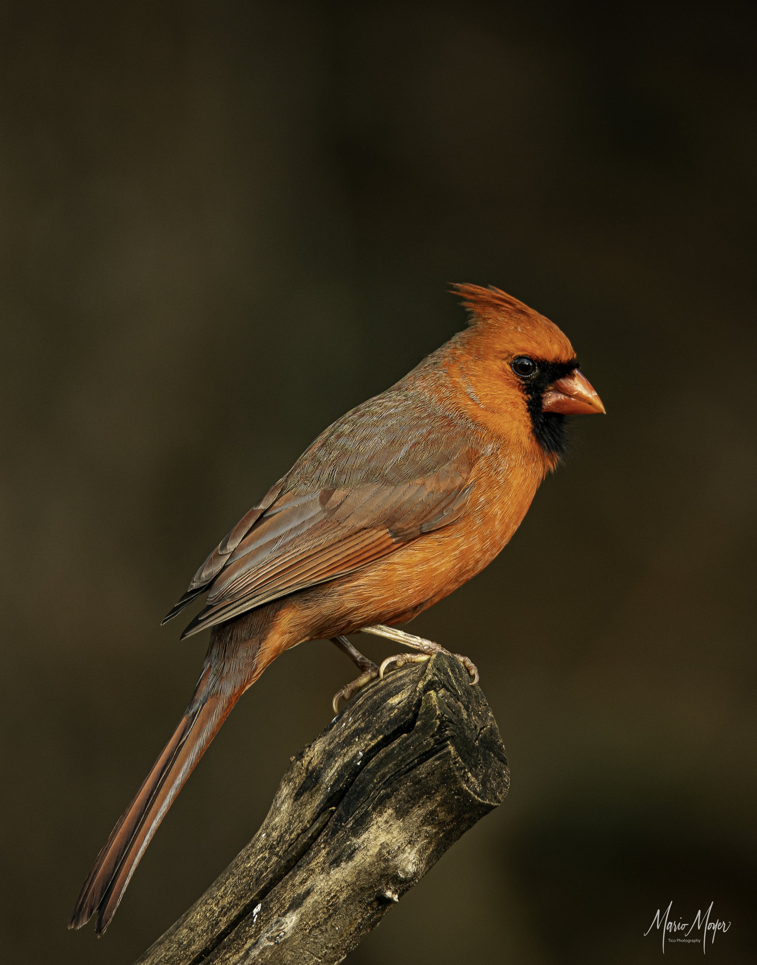 Male Cardinal (4 of 4).jpg