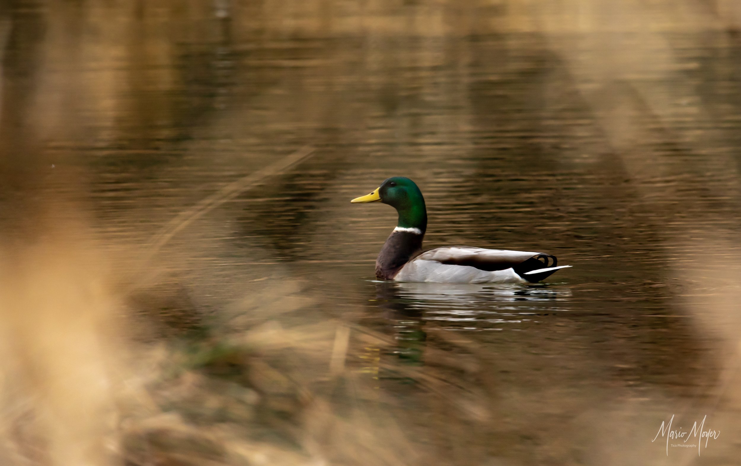 Mallard Duck_.jpg