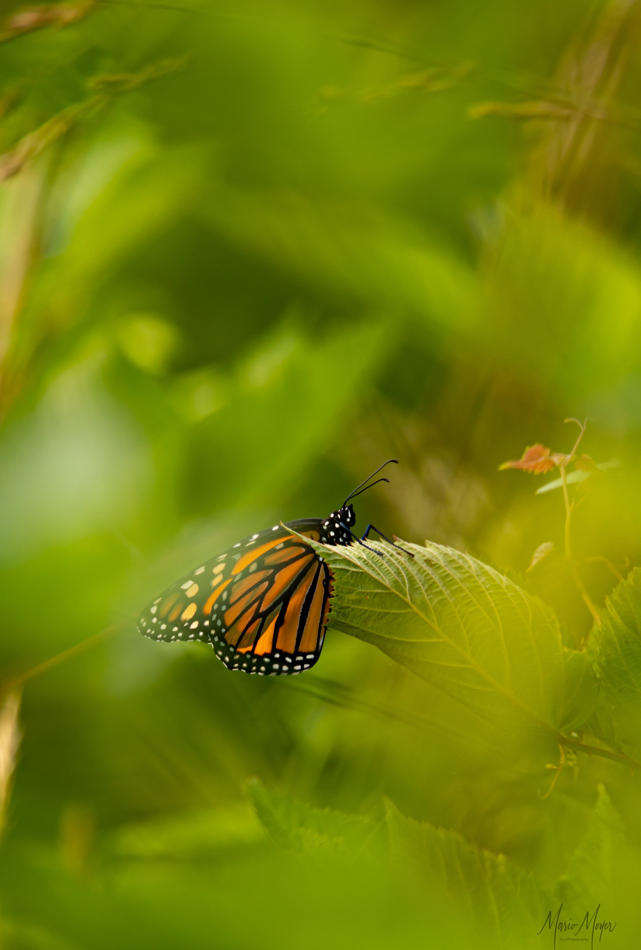 Monarch Butterfly_.jpg