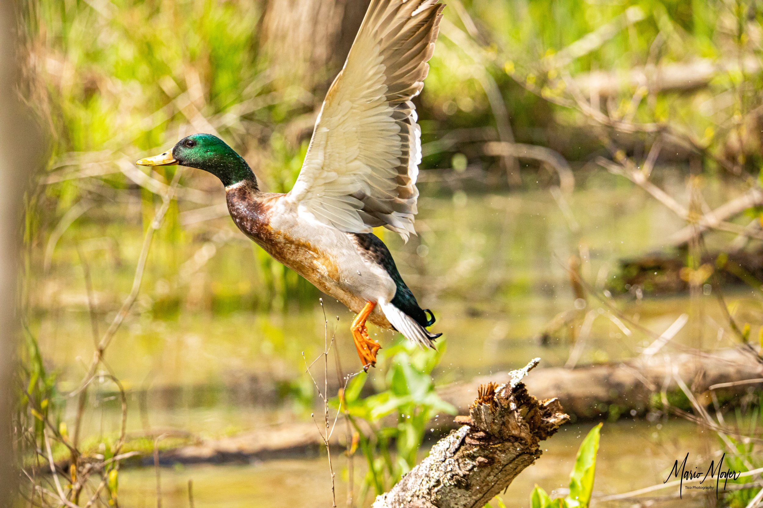 Mallard in Flight Green Briar Park_-2.jpg