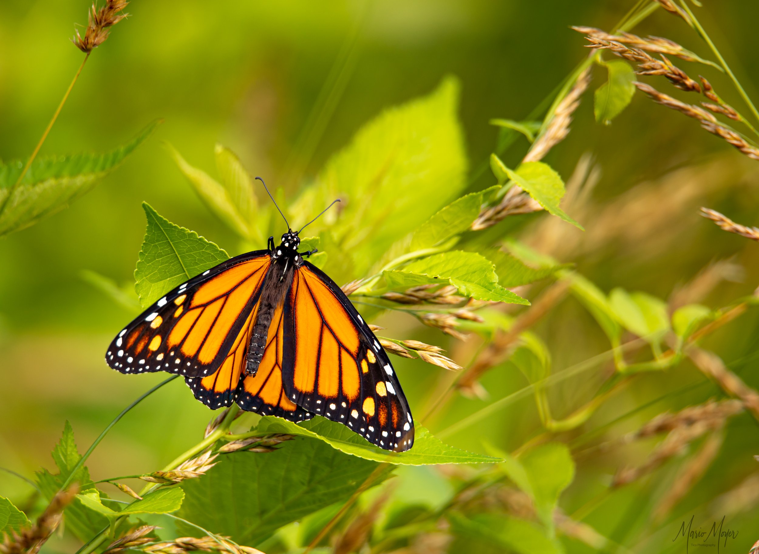 Monarch Butterfly_-2.jpg