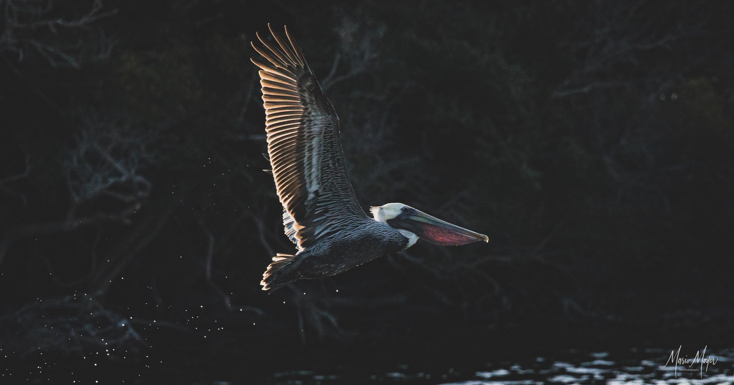 Pelican Dark Light Take Off_.jpg