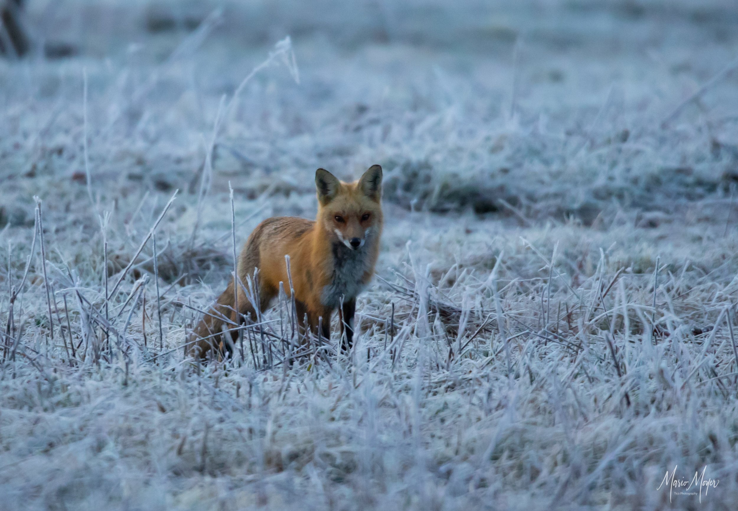 Red Tail Fox_-2.jpg