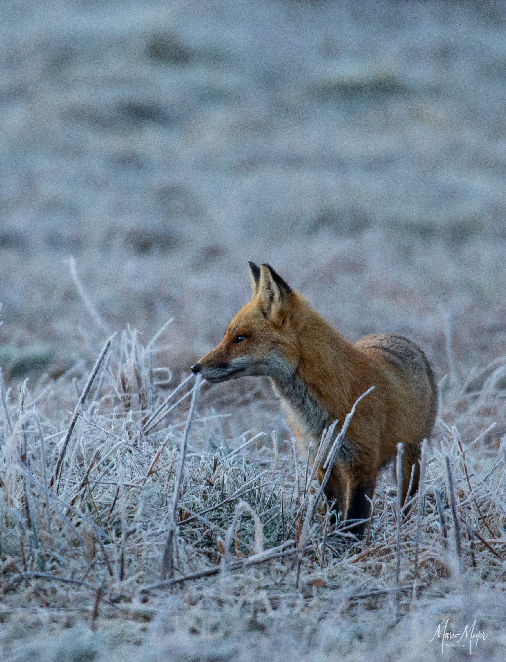 Red Tail Fox_-3.jpg