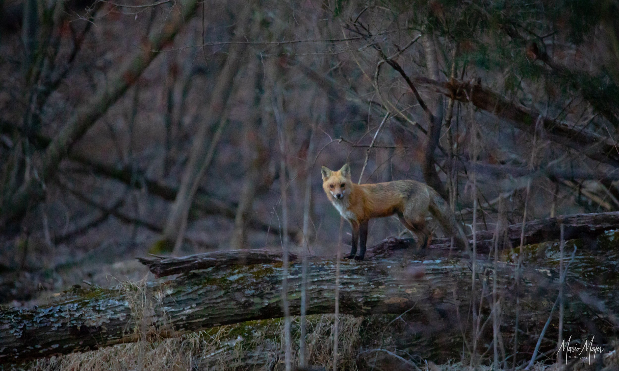 Red Tail Fox_.jpg